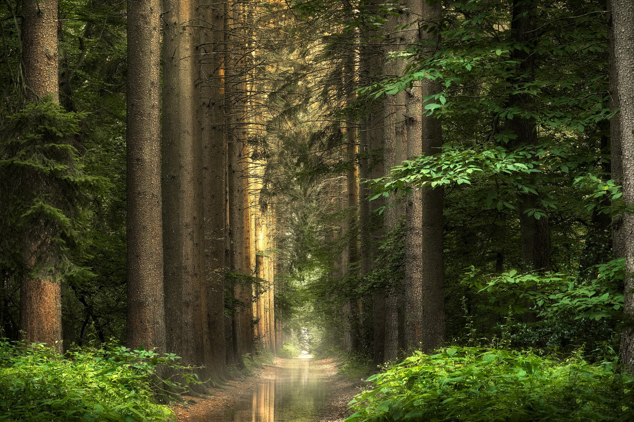 Download mobile wallpaper Summer, Forest, Earth, Path for free.