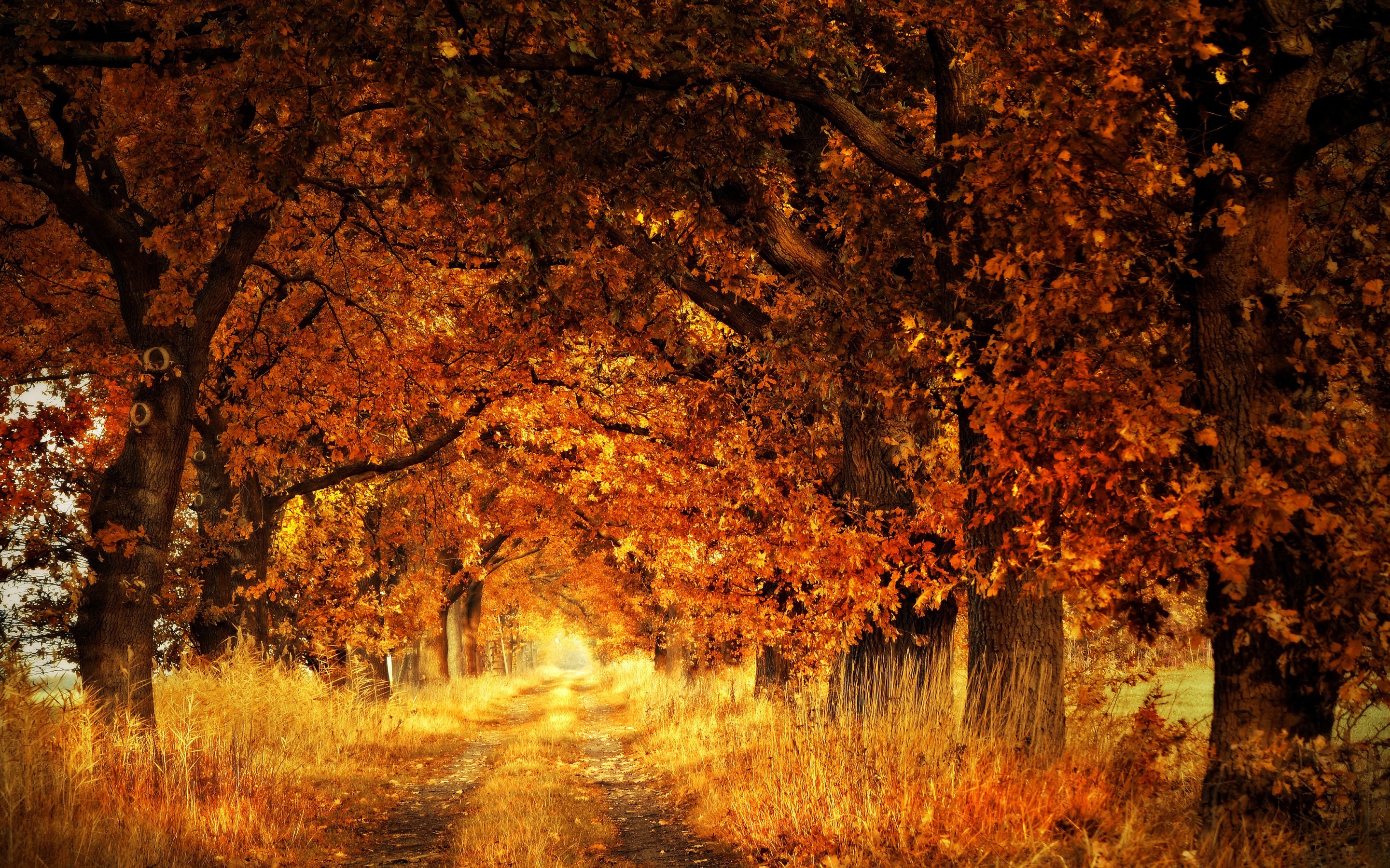 Download mobile wallpaper Tree, Fall, Earth, Path, Sunlight for free.