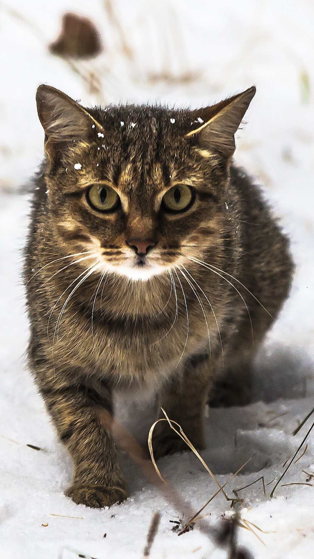 Download mobile wallpaper Winter, Cats, Snow, Cat, Animal for free.