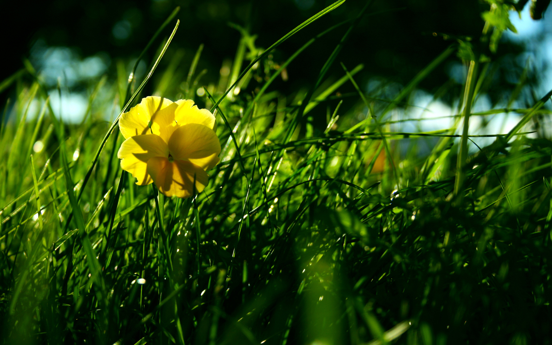 Téléchargez gratuitement l'image Fleurs, Fleur, Terre/nature sur le bureau de votre PC