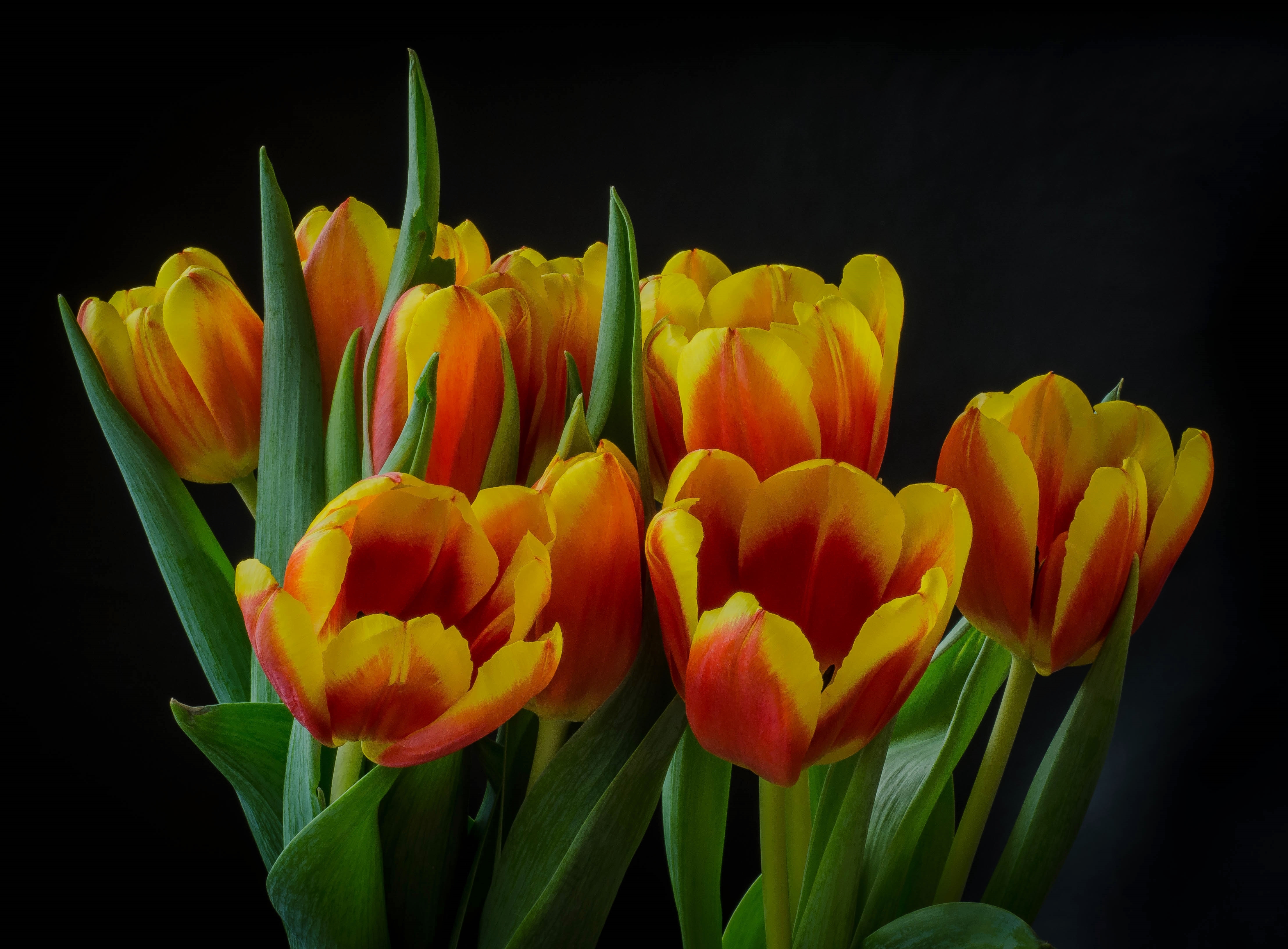 Download mobile wallpaper Flowers, Flower, Close Up, Earth, Tulip for free.