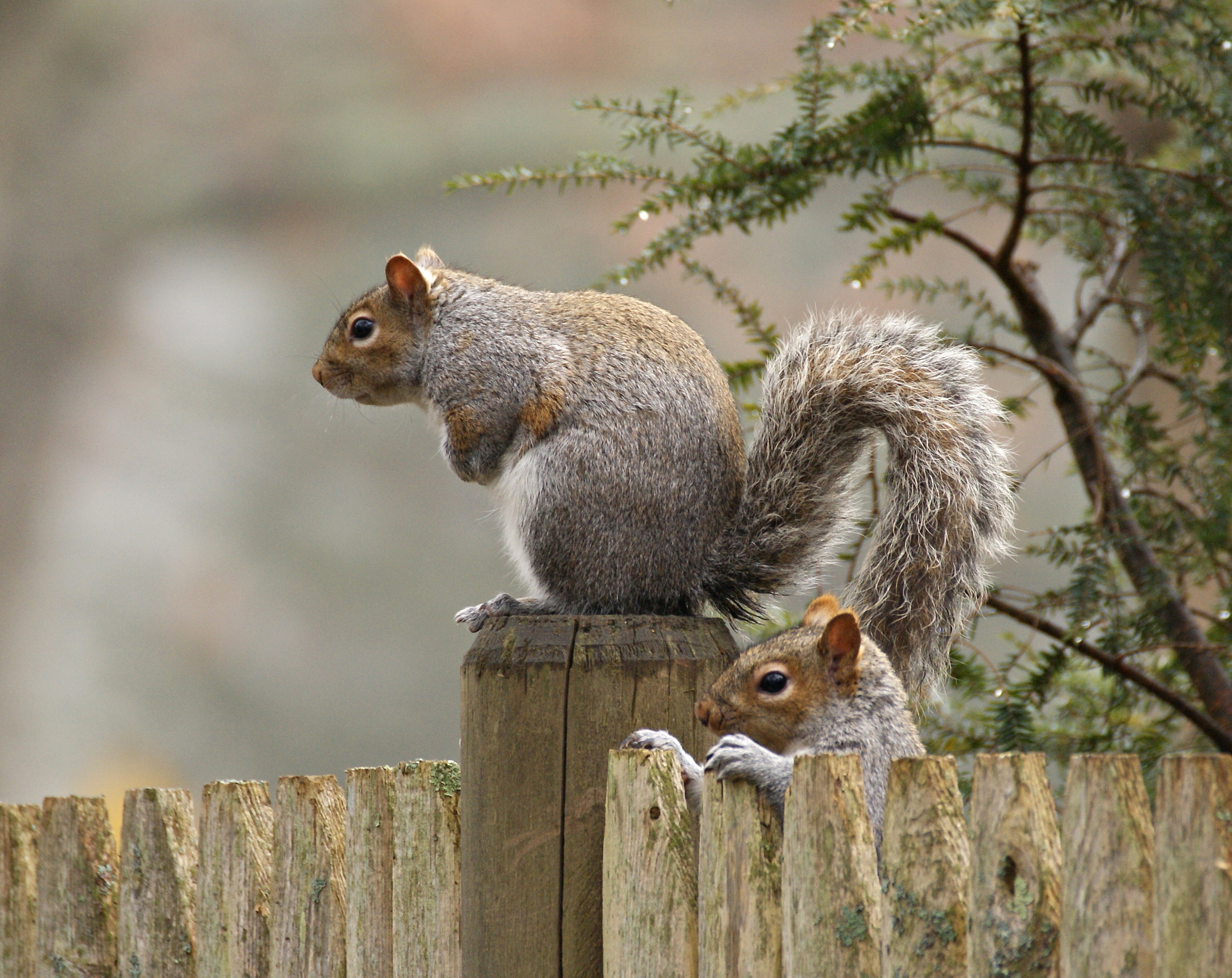 animal, squirrel, fence, rodent