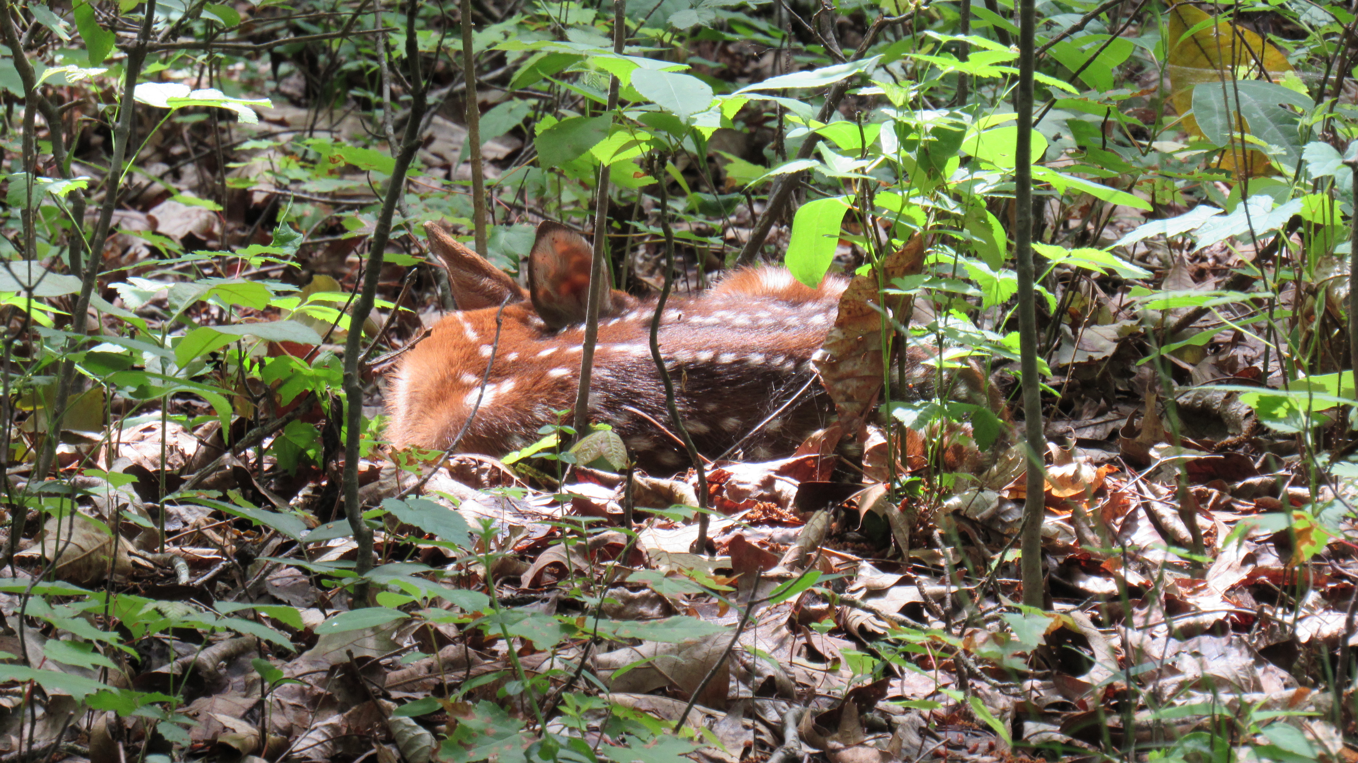 Download mobile wallpaper Nature, Animal, Fawn, Deer, Sleeping for free.