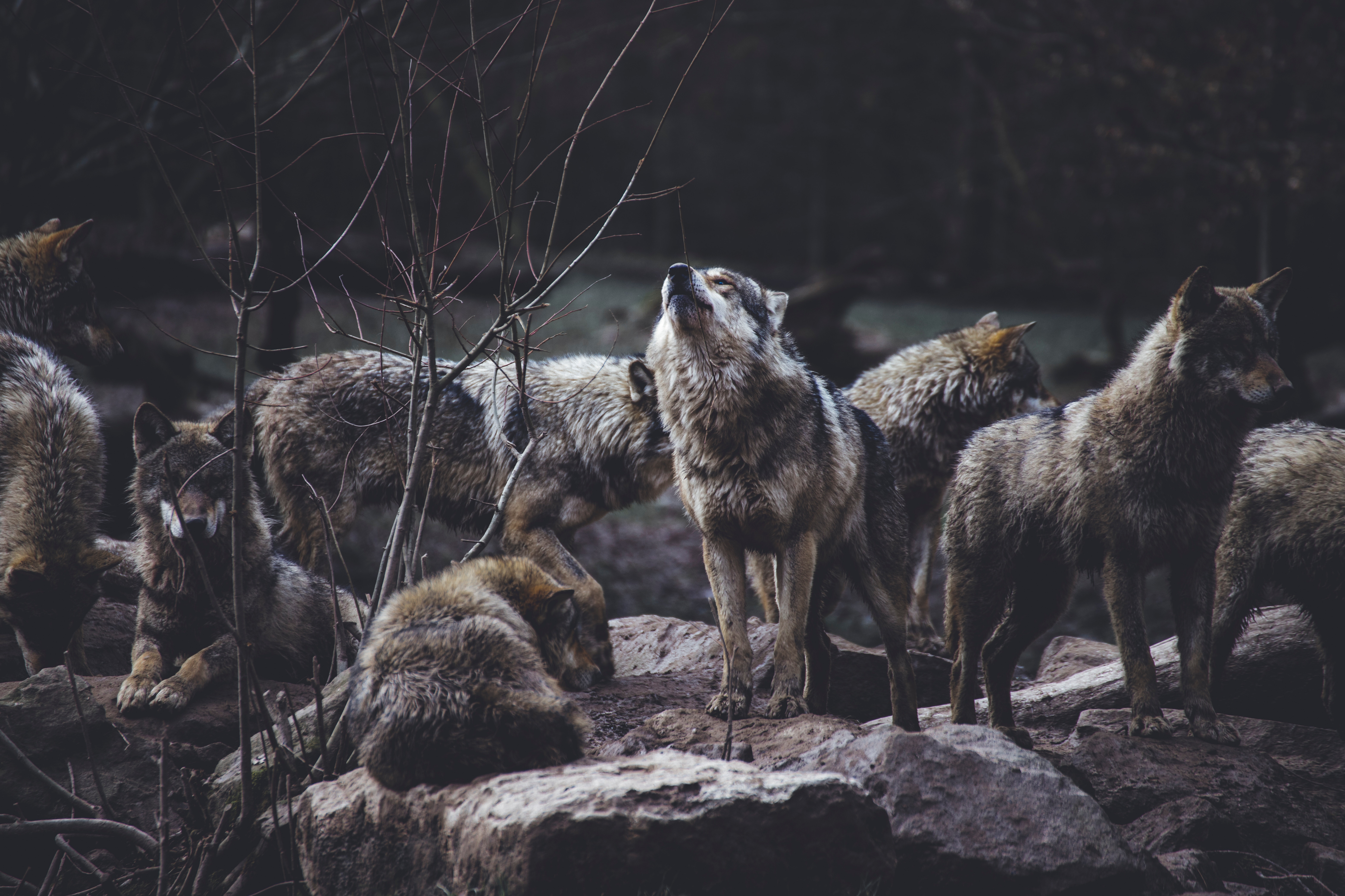 114453 baixar imagens lobos, animais, cinza, animais selvagens, vida selvagem, rebanho, predadores, uivo, uivar - papéis de parede e protetores de tela gratuitamente
