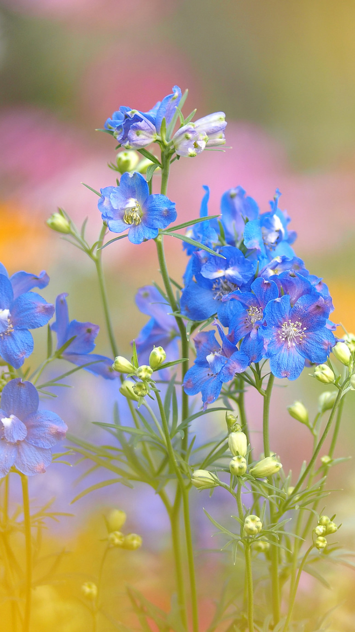 Handy-Wallpaper Natur, Blumen, Blume, Erde/natur, Blaue Blume kostenlos herunterladen.