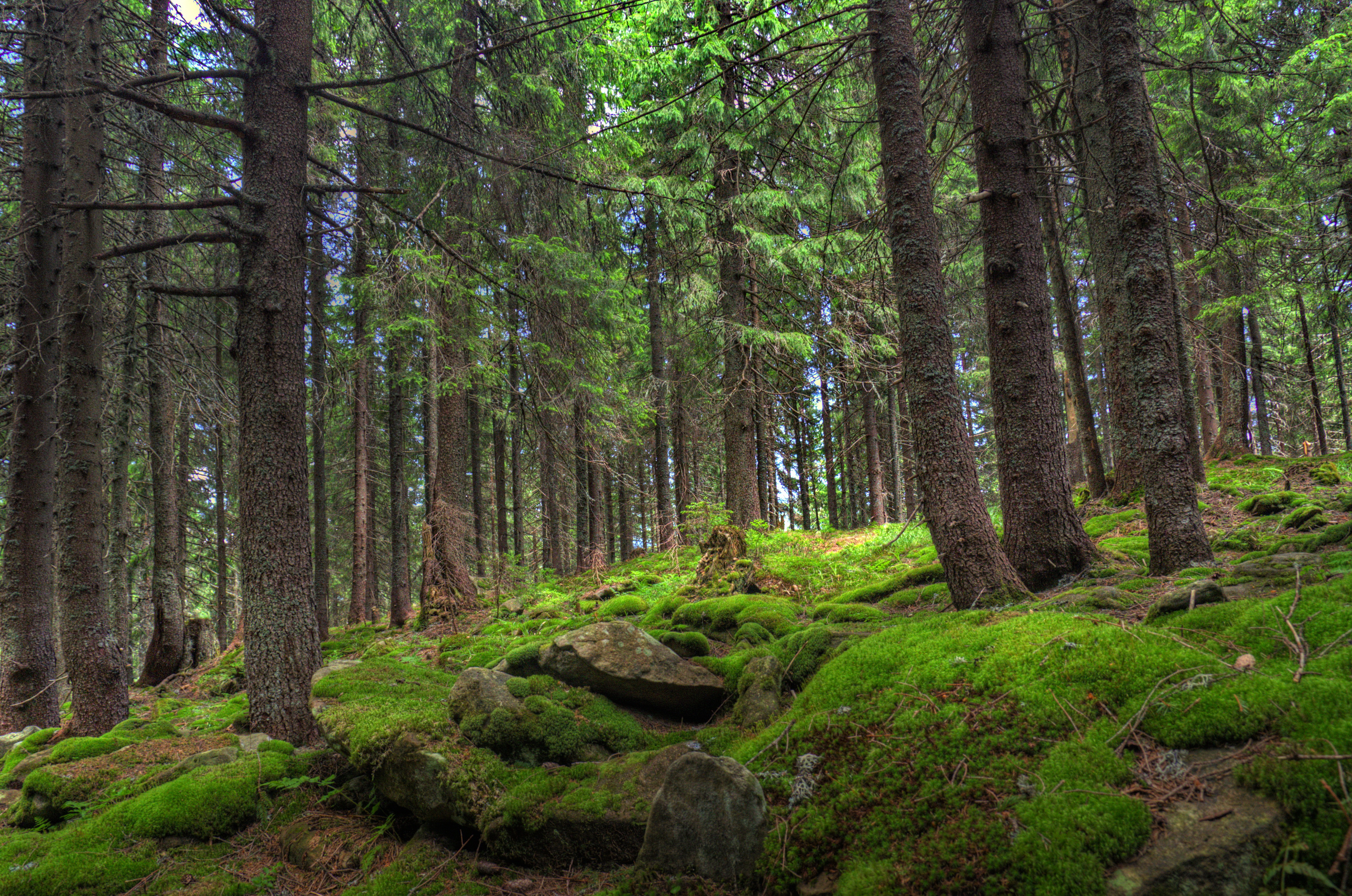 111008 descargar imagen bosque, naturaleza, árboles, stones, pino, musgo: fondos de pantalla y protectores de pantalla gratis