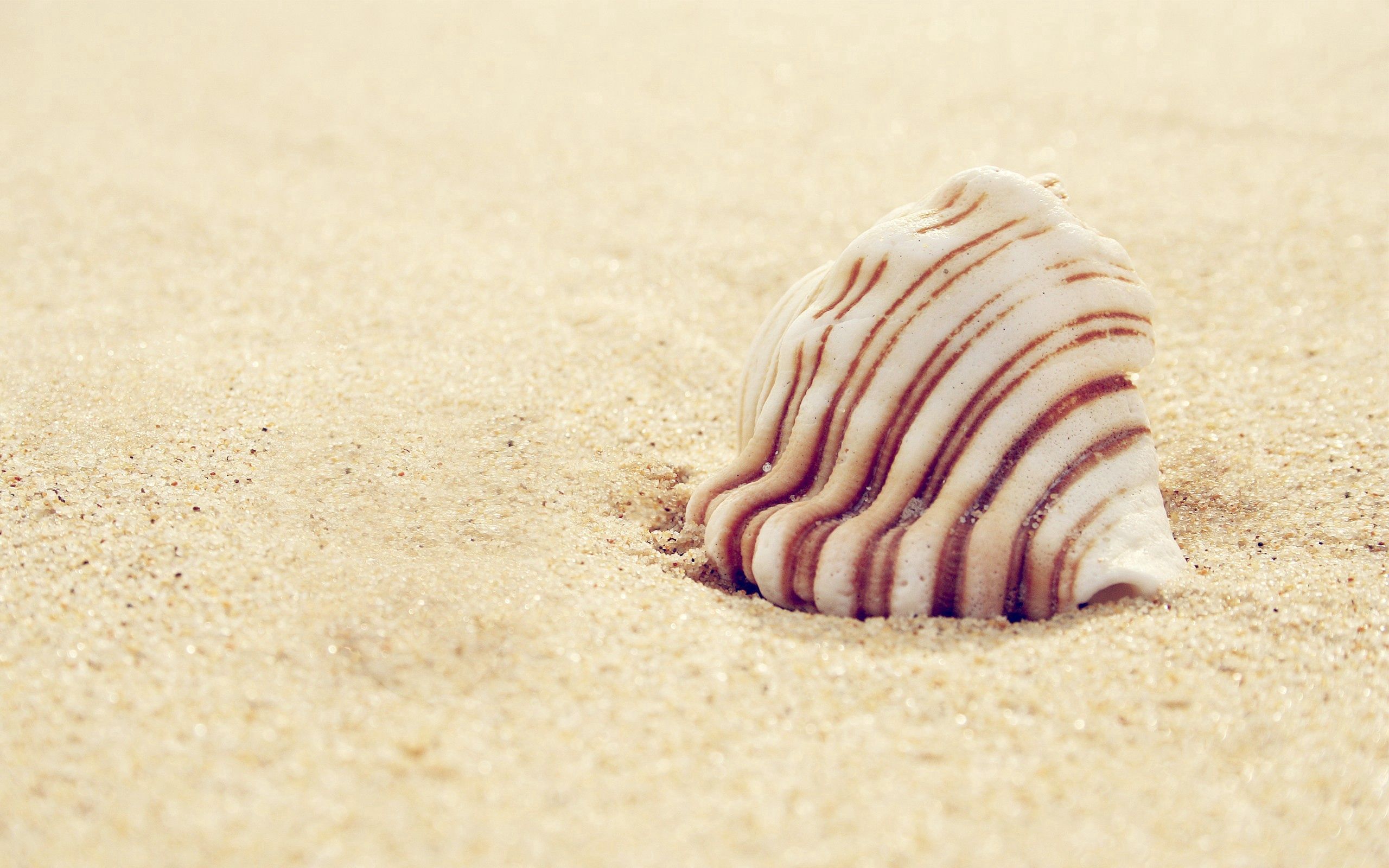 shell, sand, miscellanea, miscellaneous, striped HD wallpaper