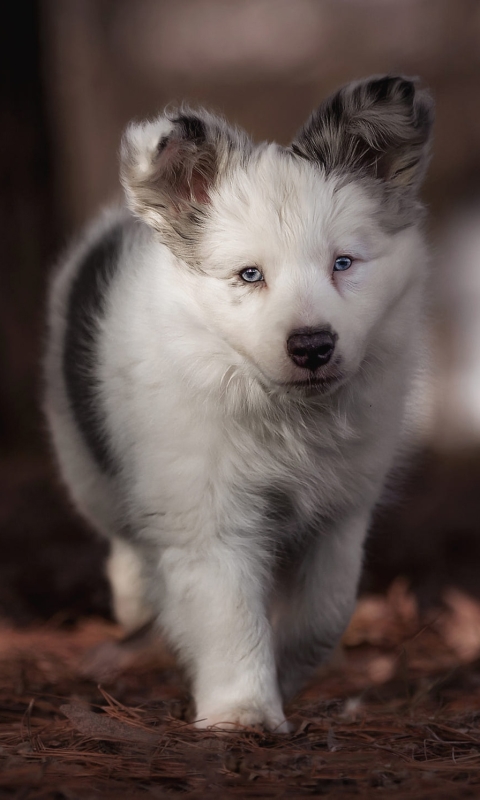 Descarga gratuita de fondo de pantalla para móvil de Animales, Perros, Perro, Cachorro, Pastor Australiano, Bebe Animal.