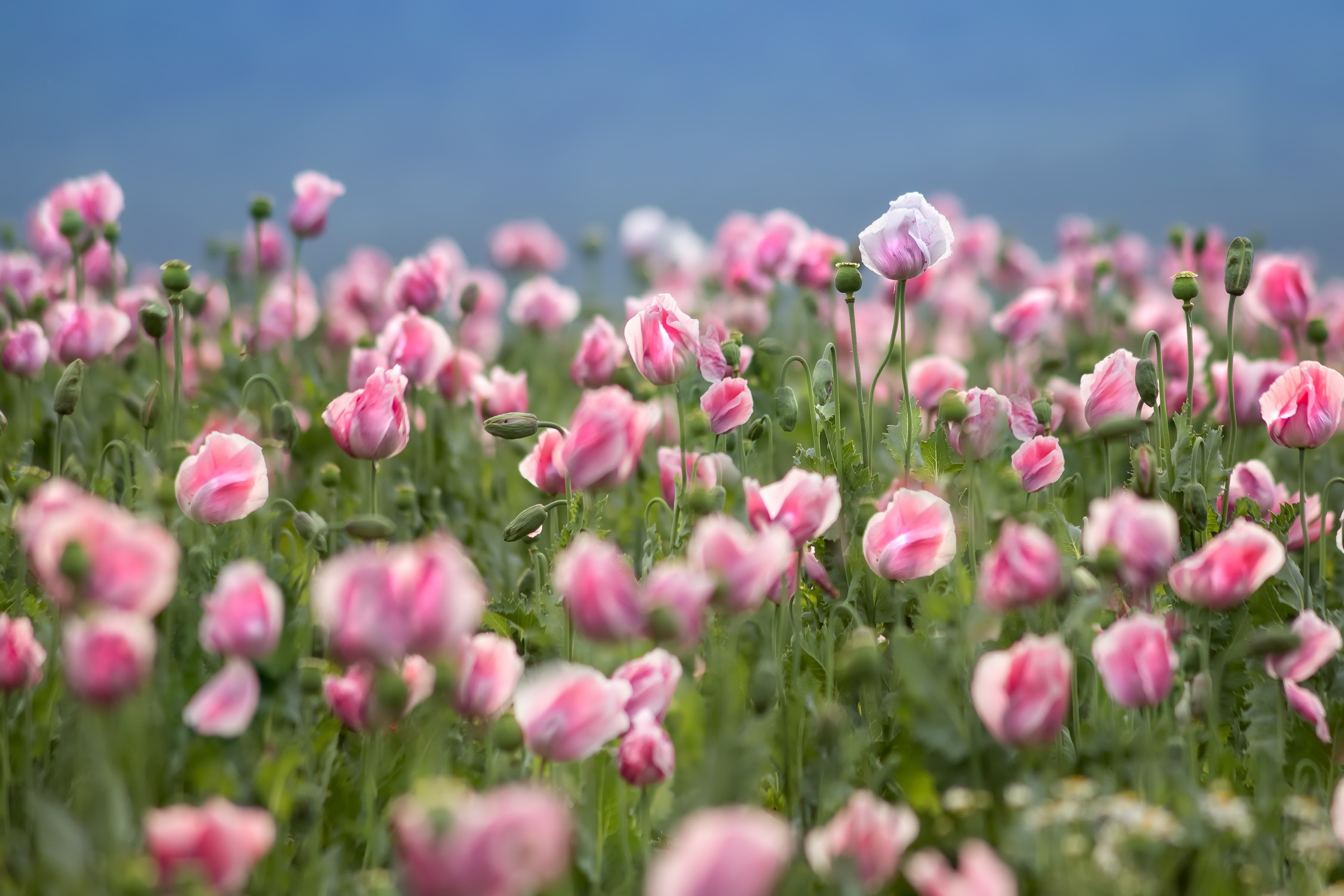 Download mobile wallpaper Nature, Flowers, Summer, Flower, Earth, Poppy, Pink Flower for free.