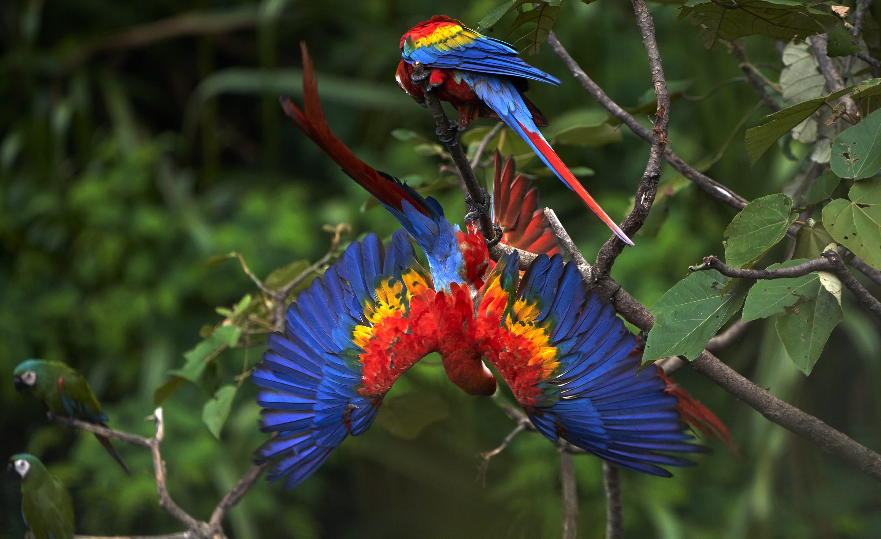 1080p Wallpaper  Scarlet Macaw