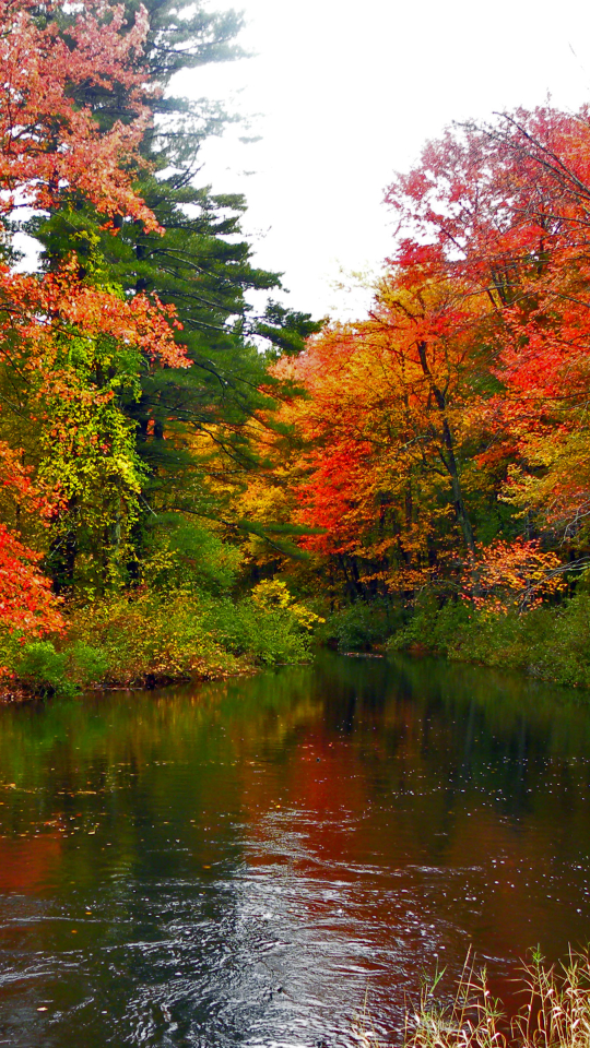 Descarga gratuita de fondo de pantalla para móvil de Otoño, Rio, Árbol, Tierra, Tierra/naturaleza.