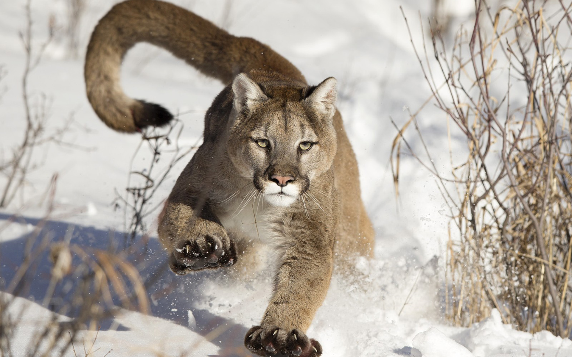 Free download wallpaper Winter, Cats, Snow, Animal, Cougar on your PC desktop
