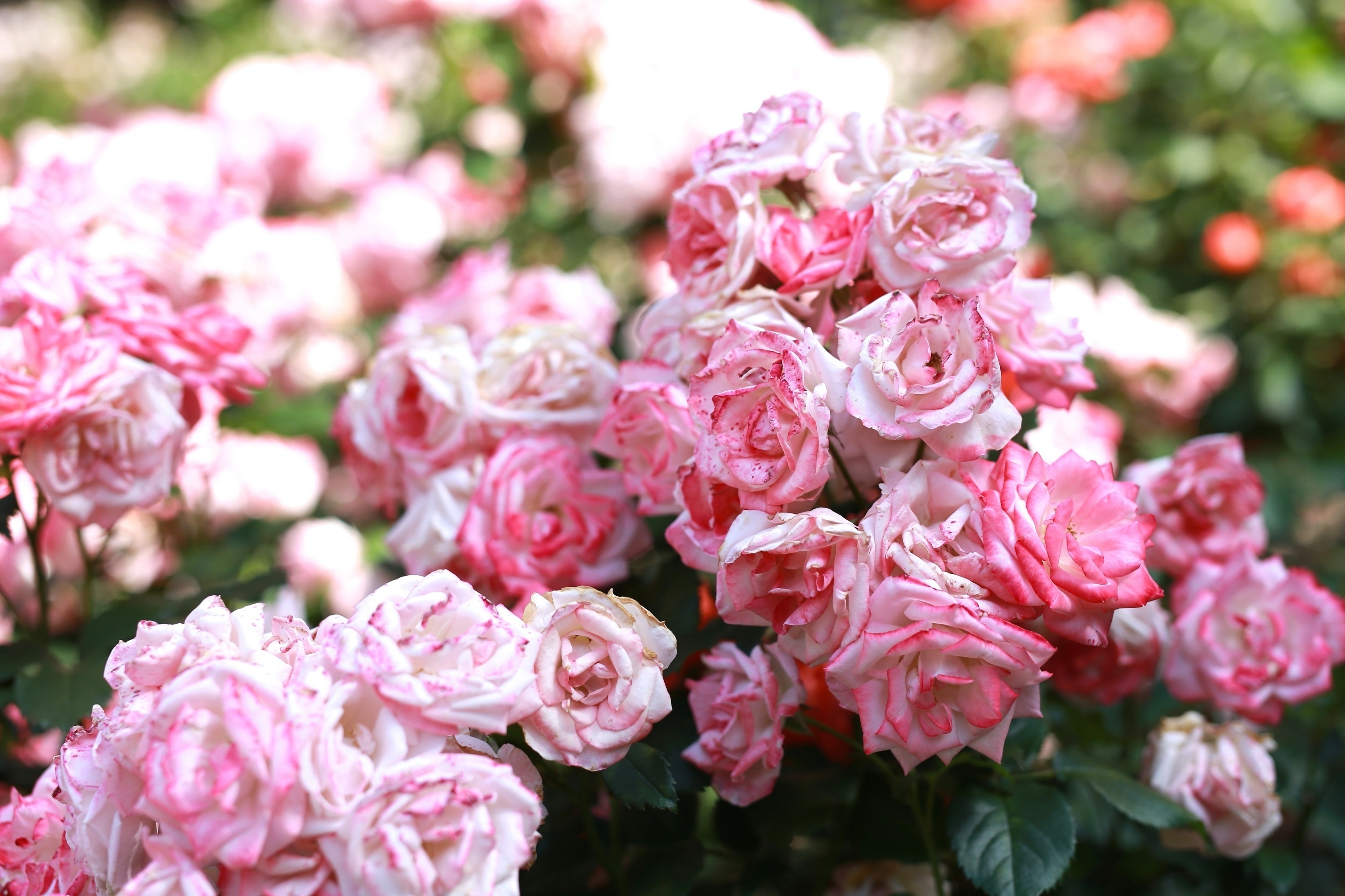 Скачать картинку Розовый, Цветы, Цветение, Бутоны, Розы в телефон бесплатно.