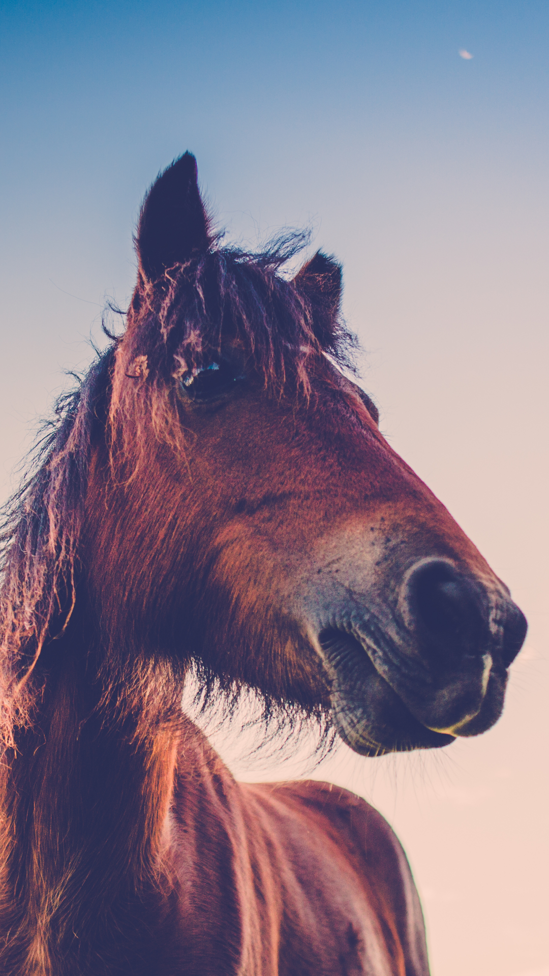 Download mobile wallpaper Animal, Horse for free.