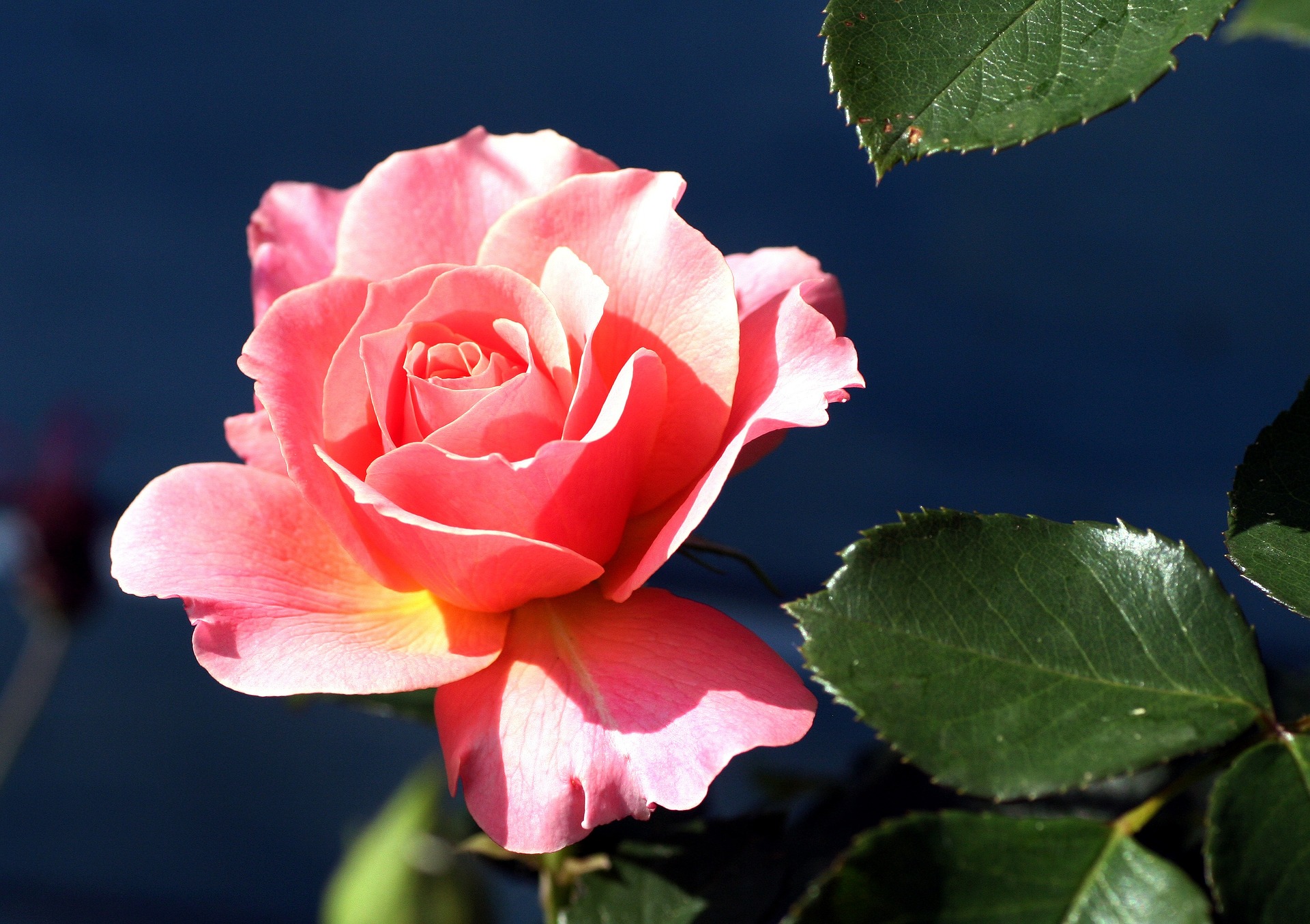 Скачать обои бесплатно Цветок, Роза, Листва, Земля/природа, Розовый Цветок, Розовая Роза, Флауэрсы картинка на рабочий стол ПК