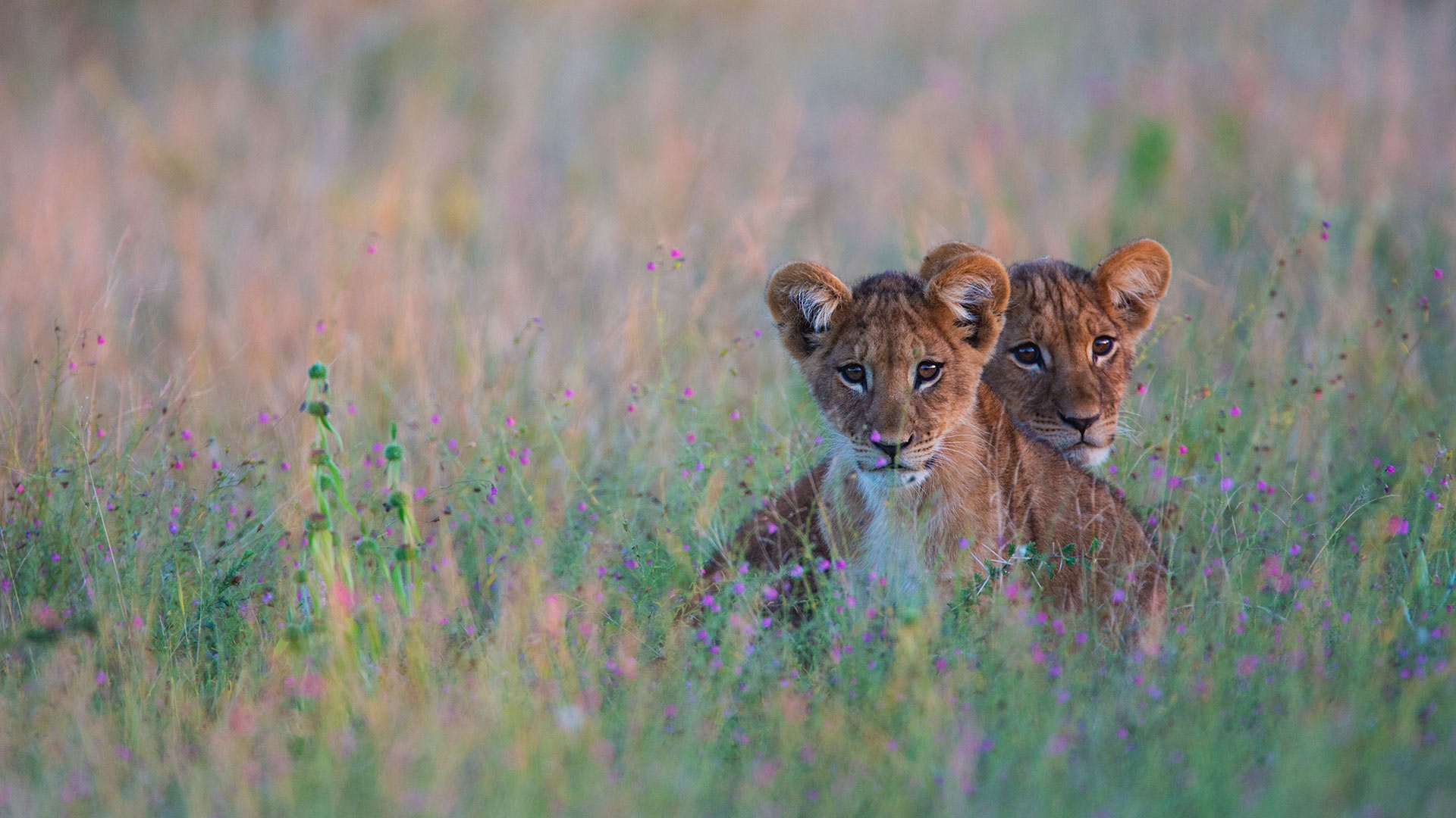 Téléchargez gratuitement l'image Animaux, Chats, Lion, Lionceau, Bébé Animal sur le bureau de votre PC