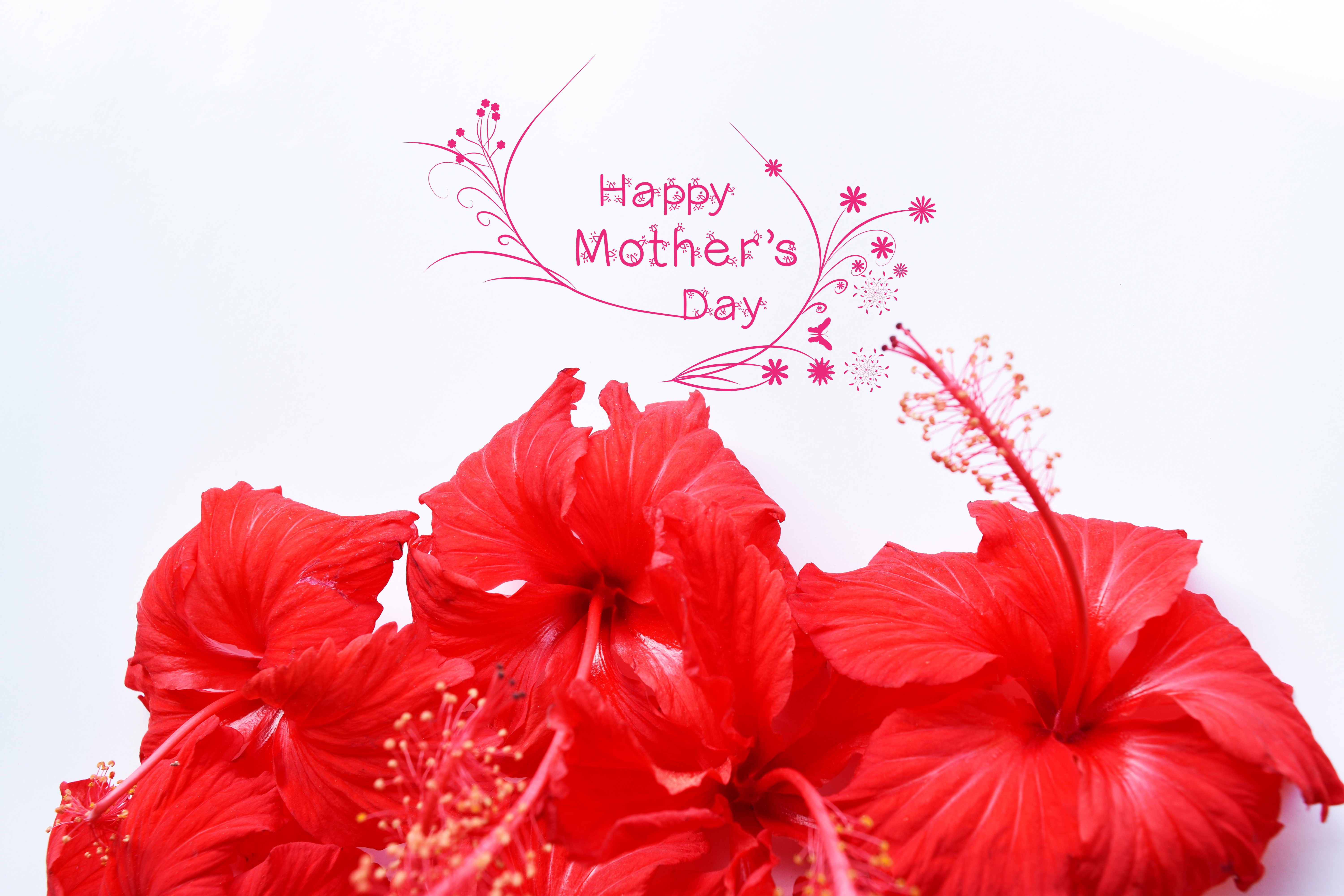 Handy-Wallpaper Feiertage, Blume, Hibiskus, Muttertag, Rote Blume kostenlos herunterladen.