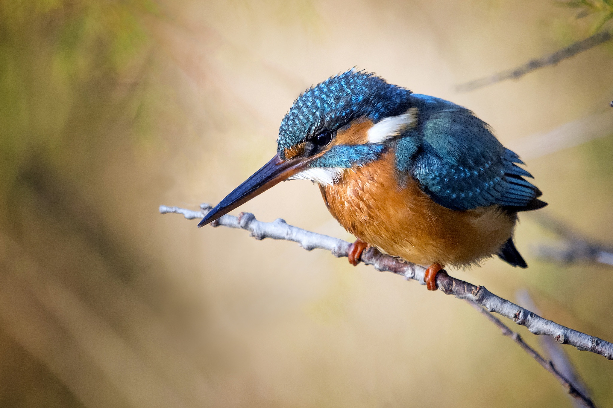 Laden Sie das Tiere, Vögel, Vogel, Eisvogel-Bild kostenlos auf Ihren PC-Desktop herunter