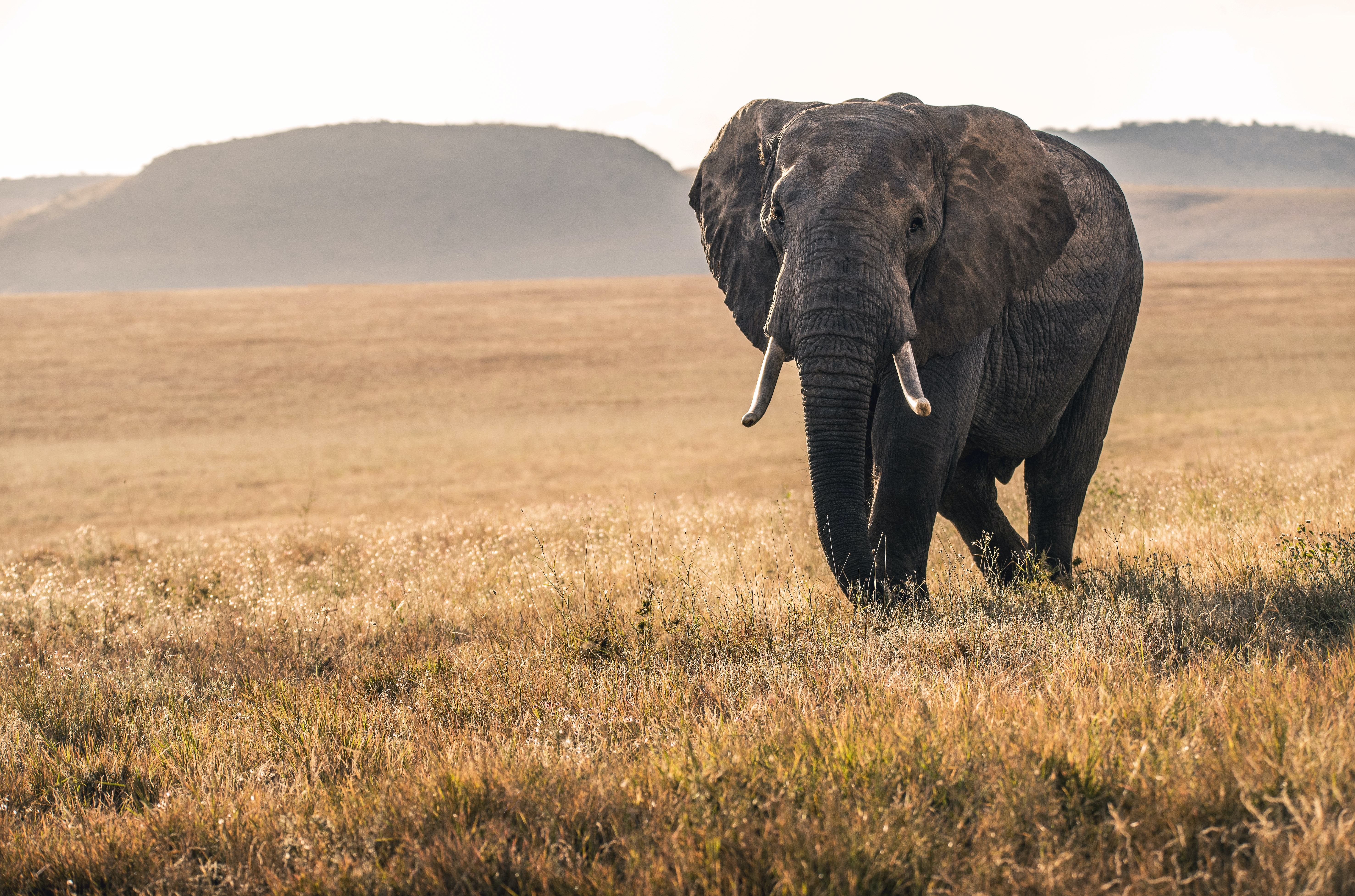 Descarga gratuita de fondo de pantalla para móvil de Animales, Elefantes, Elefante Africano De Sabana.