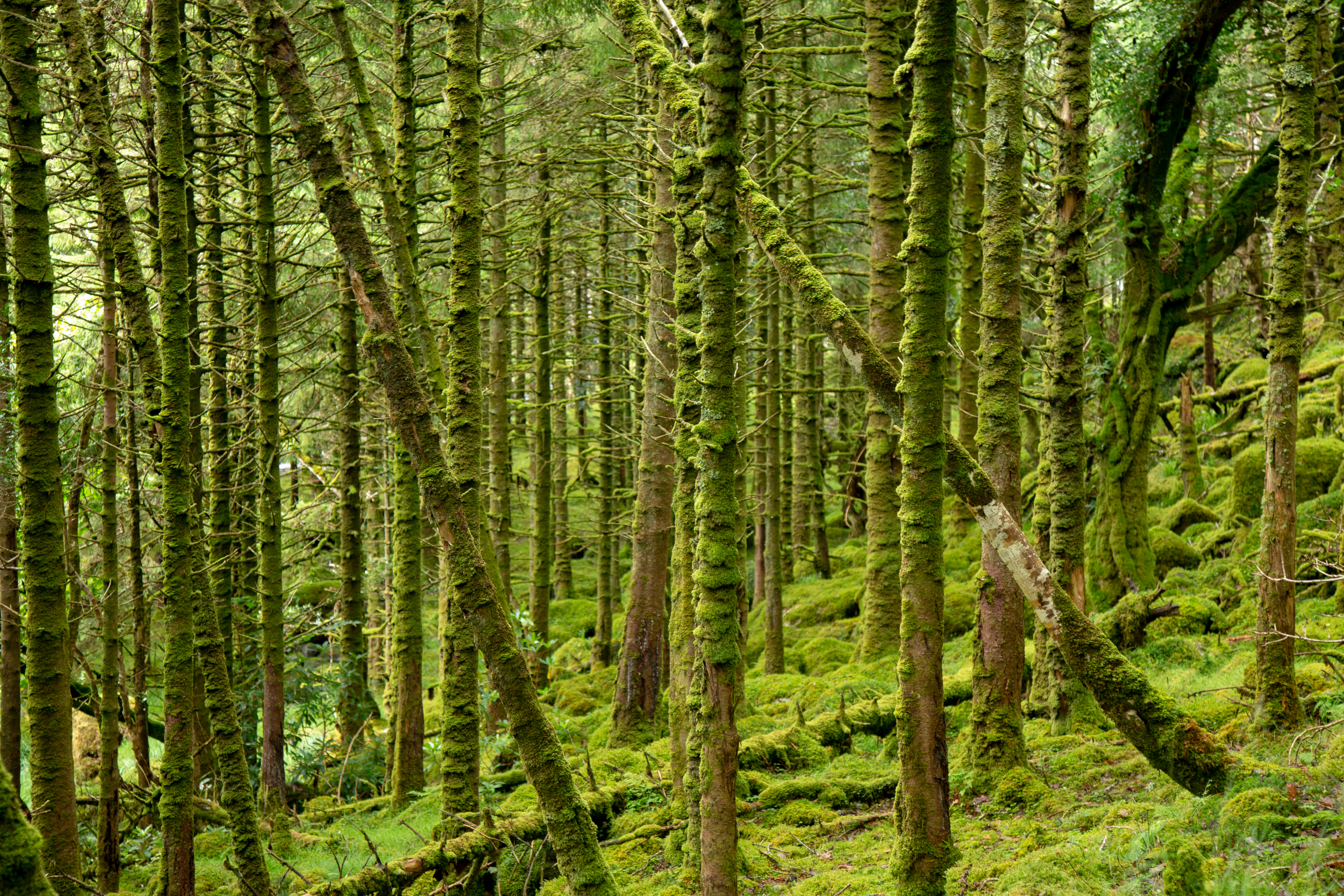 Free download wallpaper Trees, Forest, Branches, Moss, Nature on your PC desktop