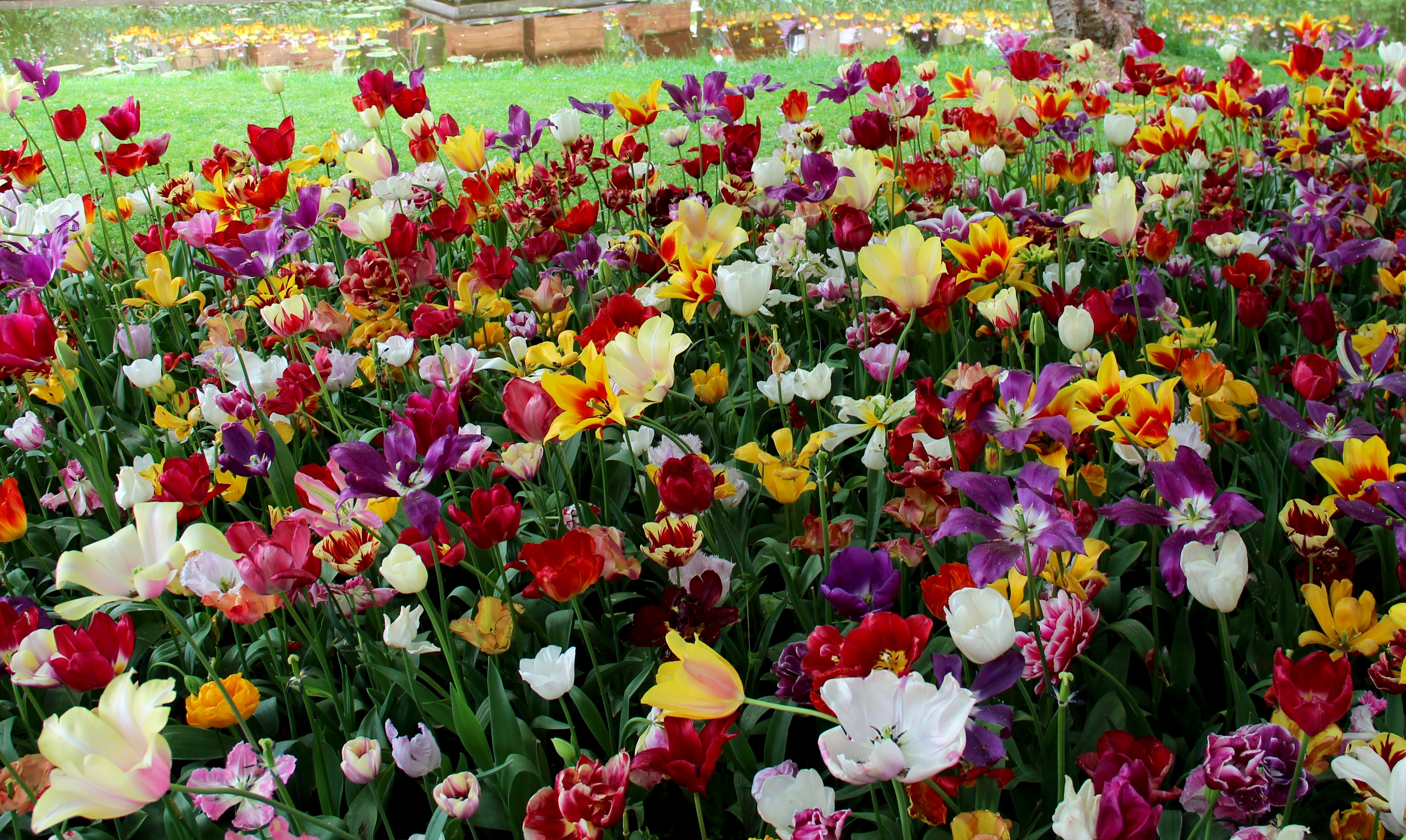 Handy-Wallpaper Blume, Farben, Garten, Bunt, Menschengemacht kostenlos herunterladen.