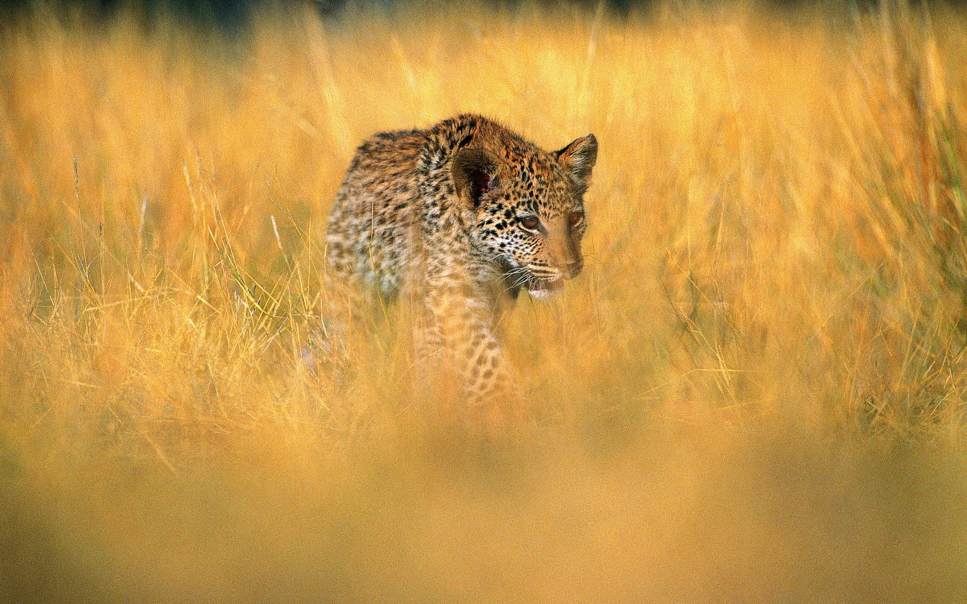 Baixar papel de parede para celular de Animais, Gatos, Leopardo gratuito.