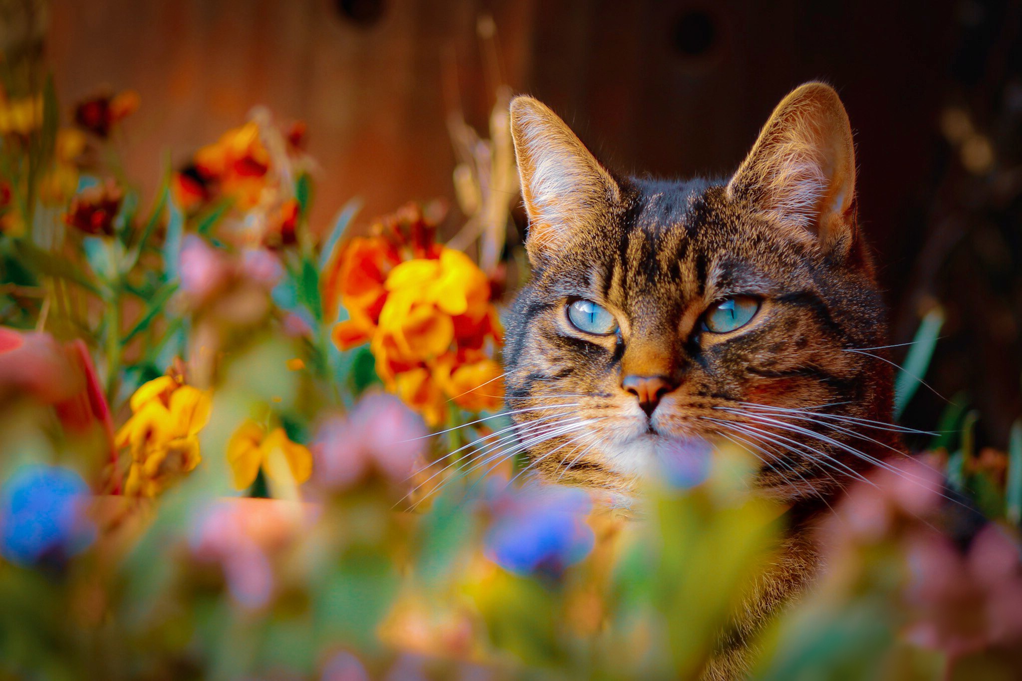 Descarga gratuita de fondo de pantalla para móvil de Animales, Gatos, Gato.