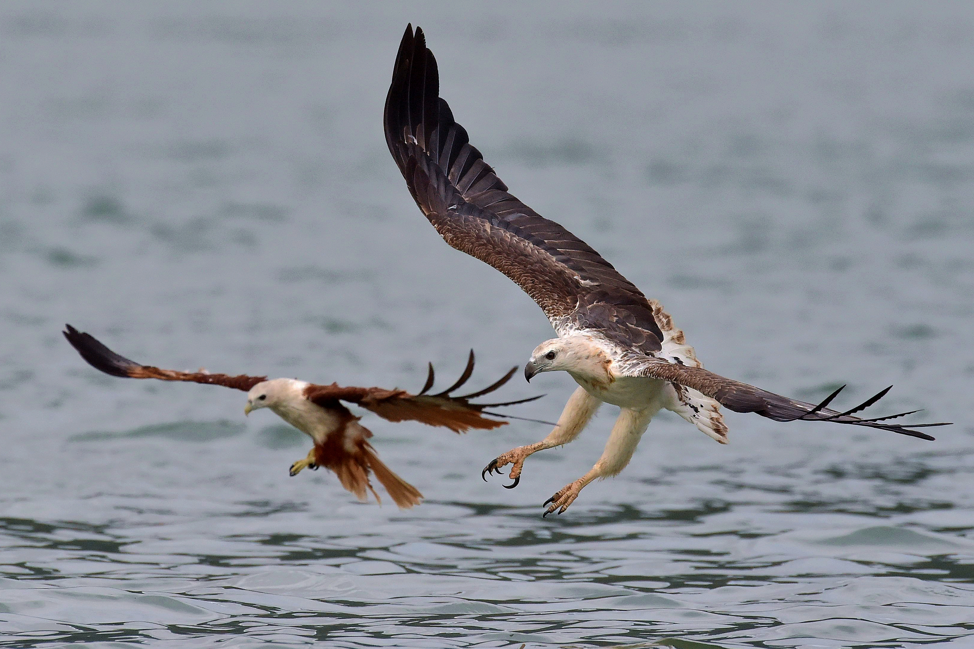 animal, white bellied sea eagle, brahminy kite, eagle, flight, kite, sea eagle, swooping, birds