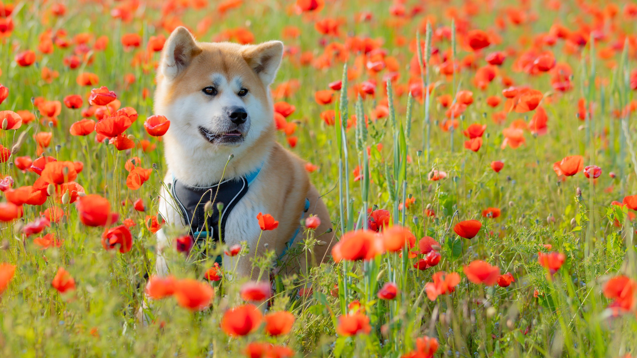 Download mobile wallpaper Dogs, Flower, Dog, Animal, Akita, Meadow, Poppy for free.