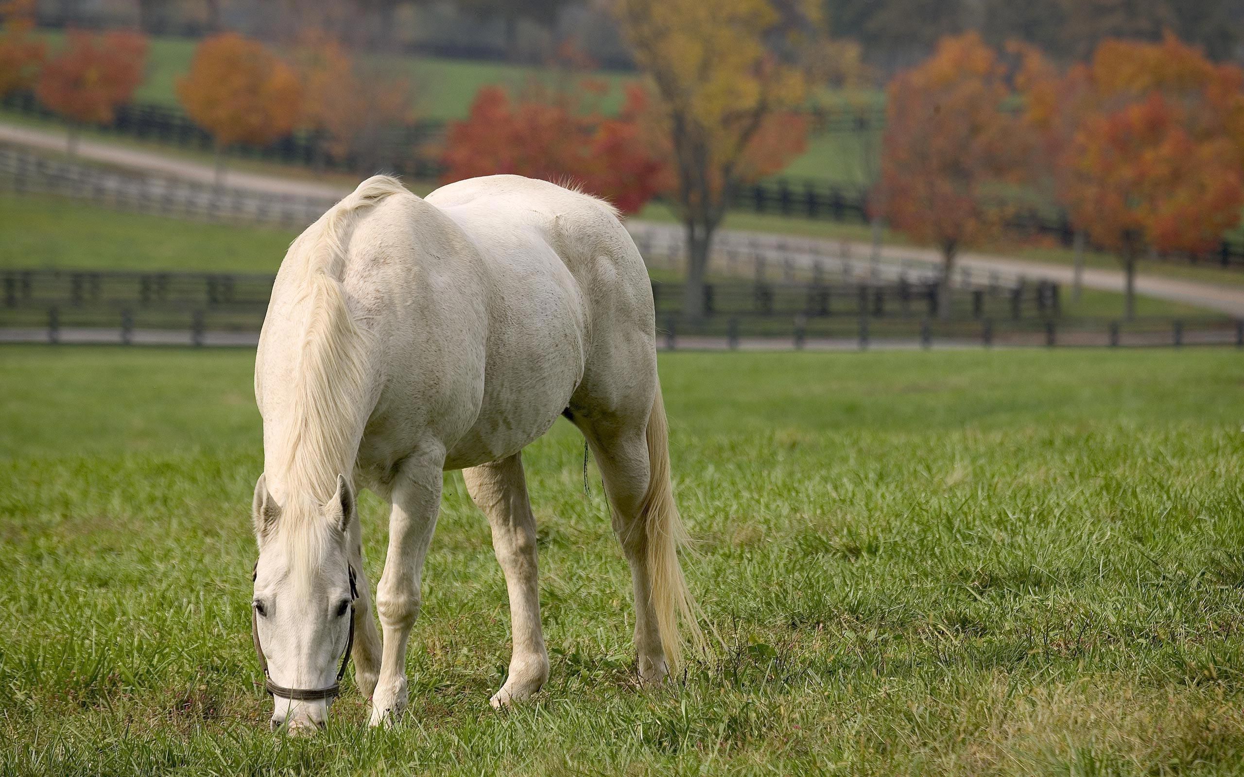 PCデスクトップに秋, 草, うま, 動物, 馬, 食品画像を無料でダウンロード