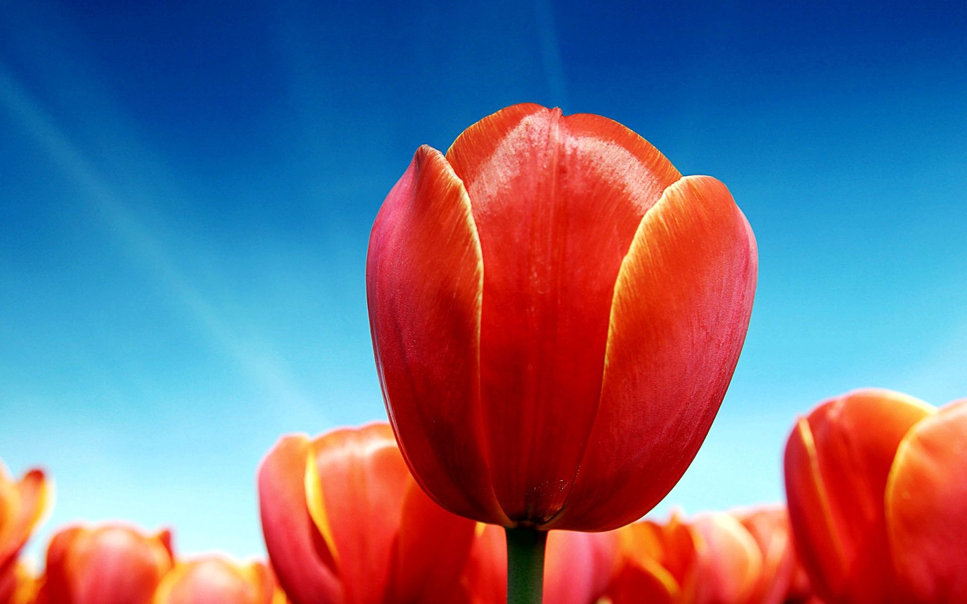 flowers, sky, tulips, brightly, sunny