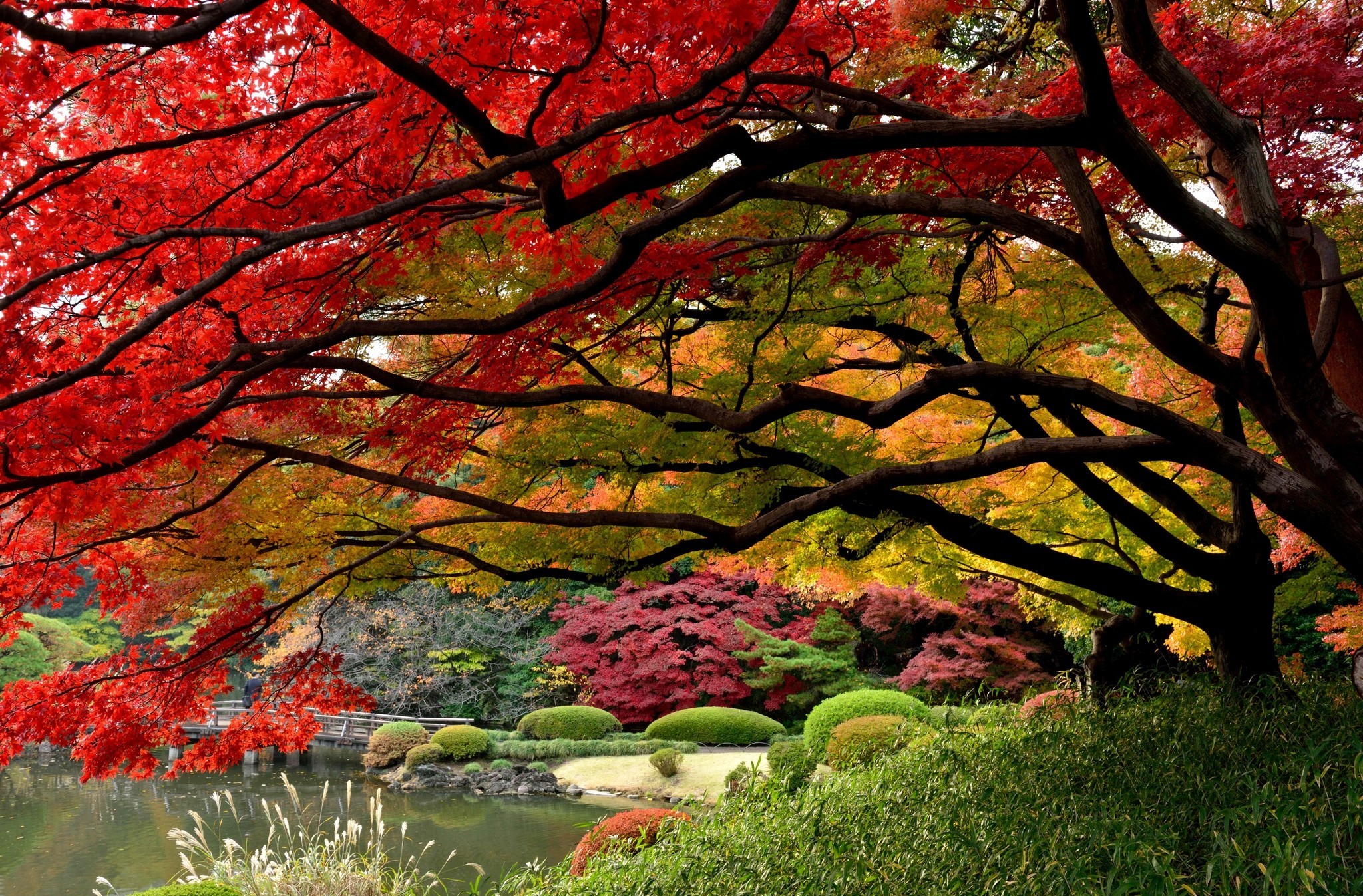Download mobile wallpaper Tree, Fall, Photography, Japanese Garden for free.