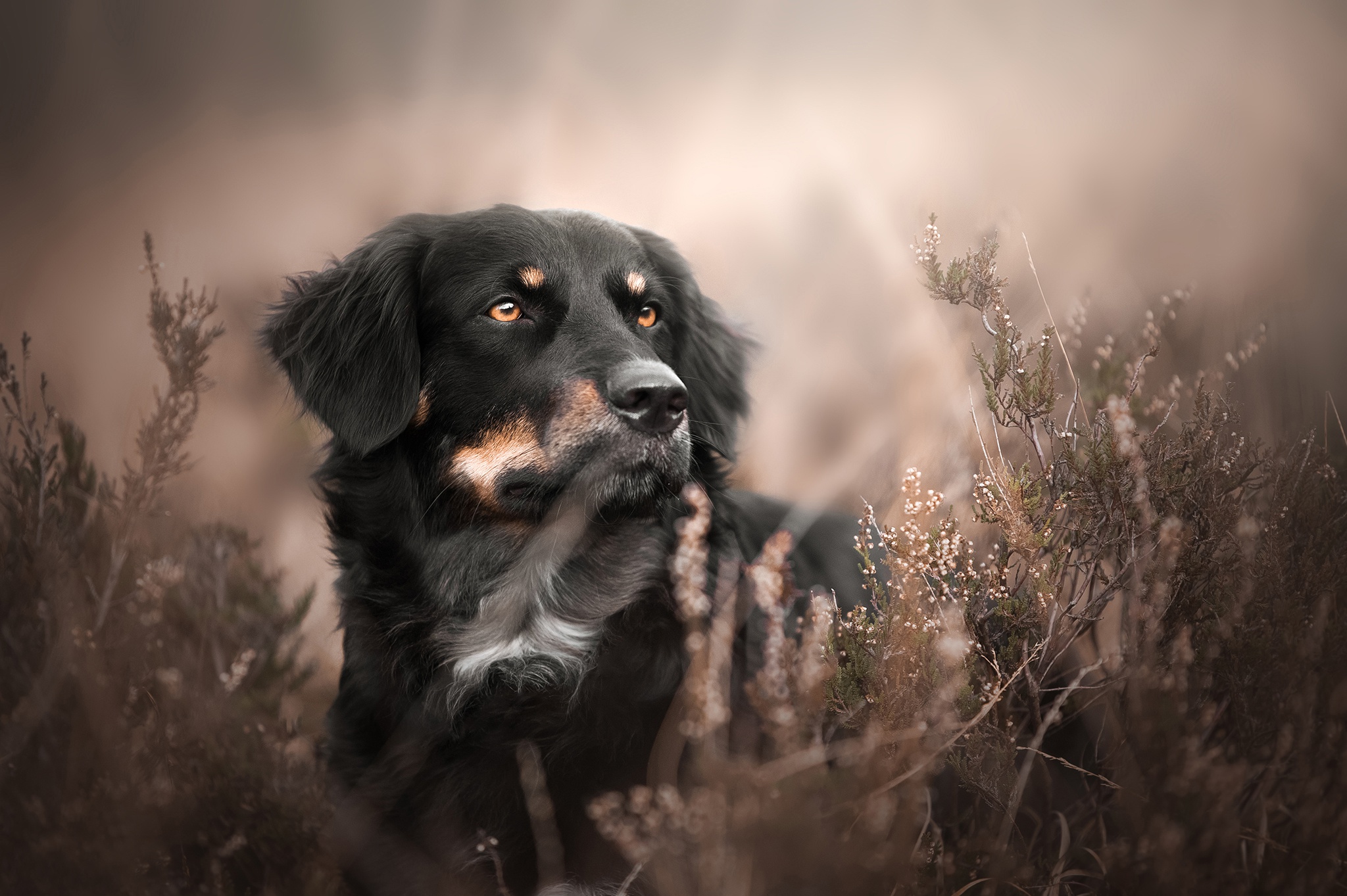 Handy-Wallpaper Tiere, Hunde, Hund, Australischer Hirte kostenlos herunterladen.