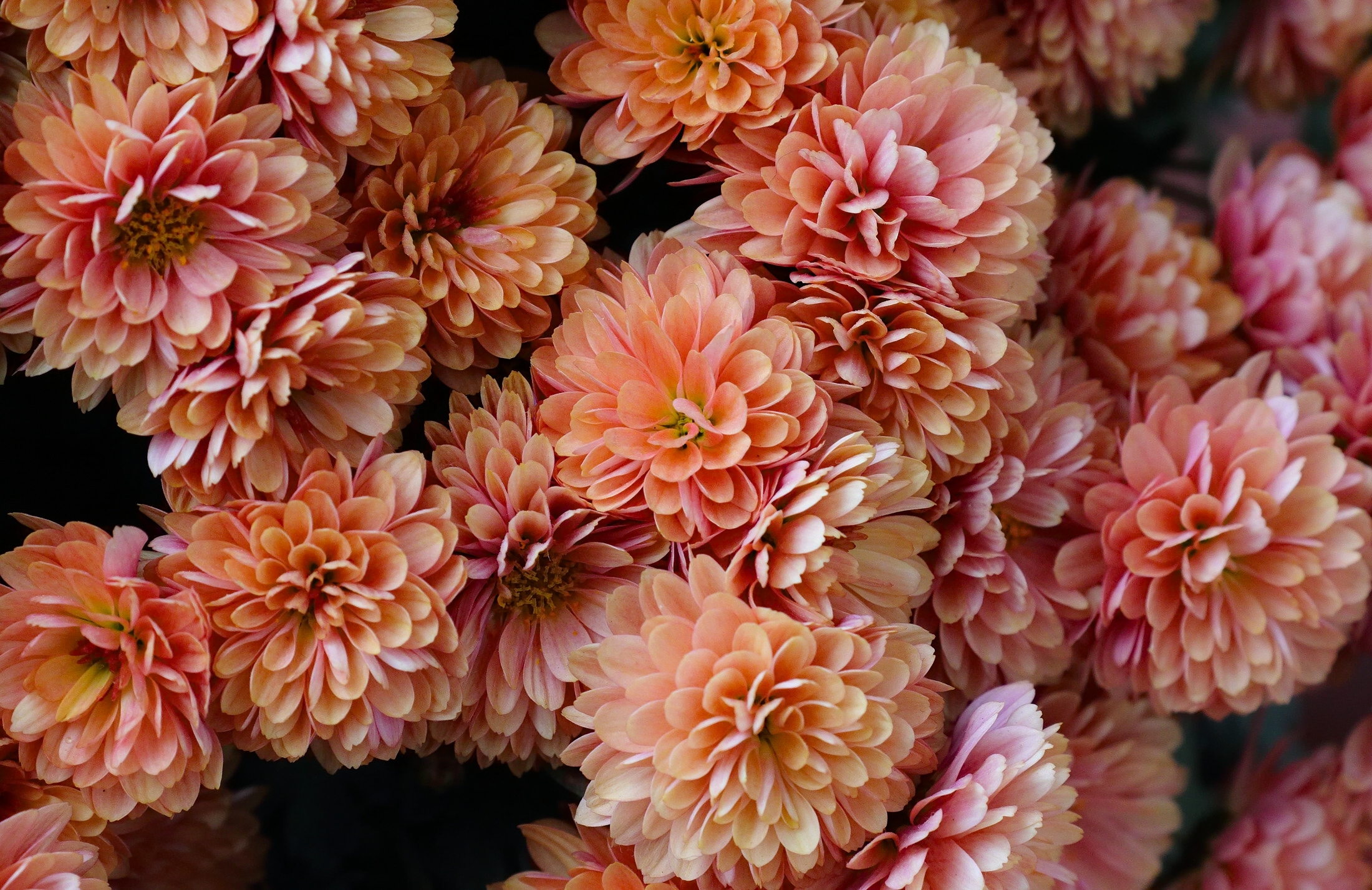 Laden Sie das Blumen, Blume, Nahansicht, Erde/natur, Pinke Blume, Chrysanthemen-Bild kostenlos auf Ihren PC-Desktop herunter