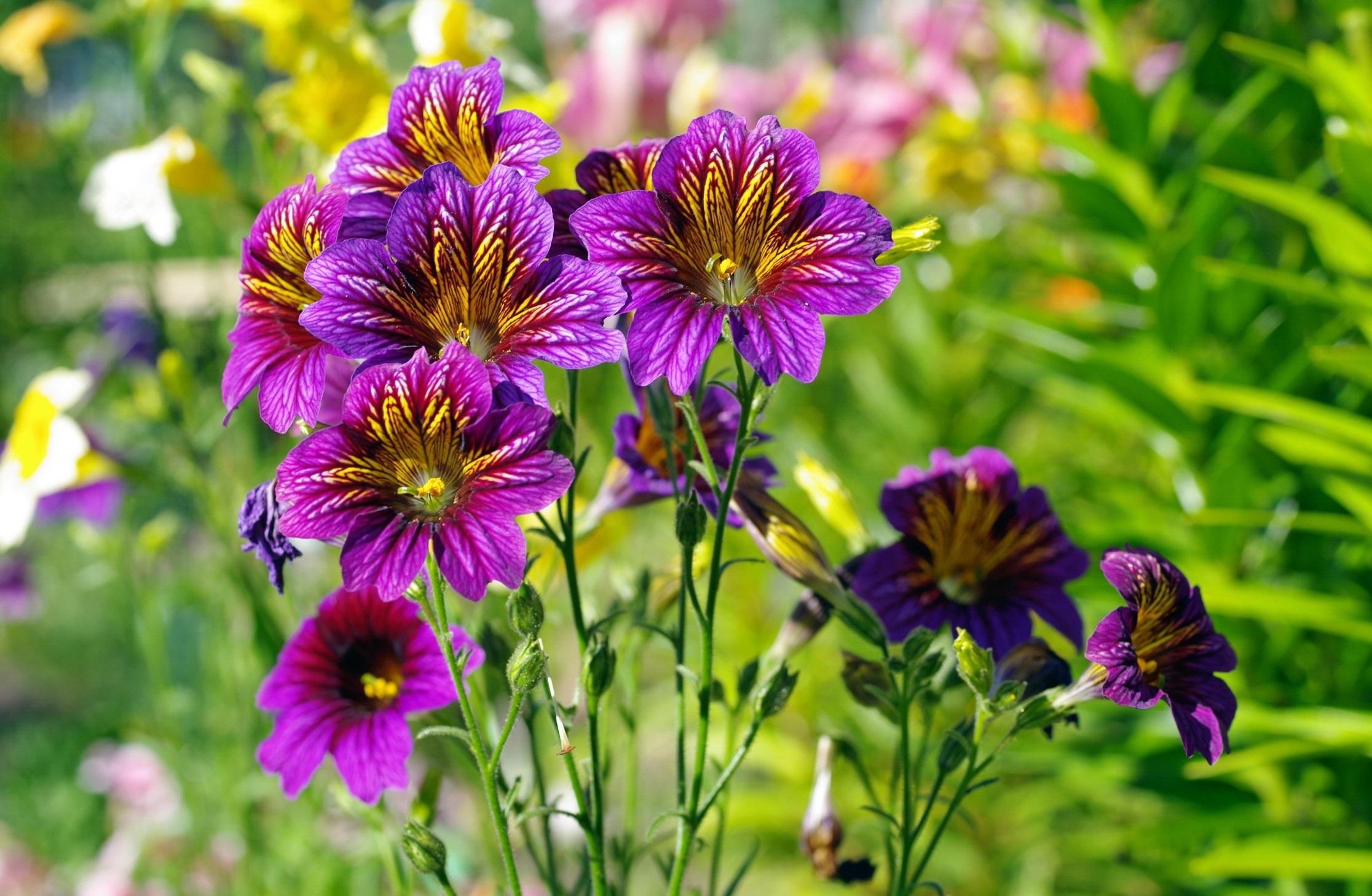 Free download wallpaper Flowers, Flower, Earth, Purple Flower on your PC desktop