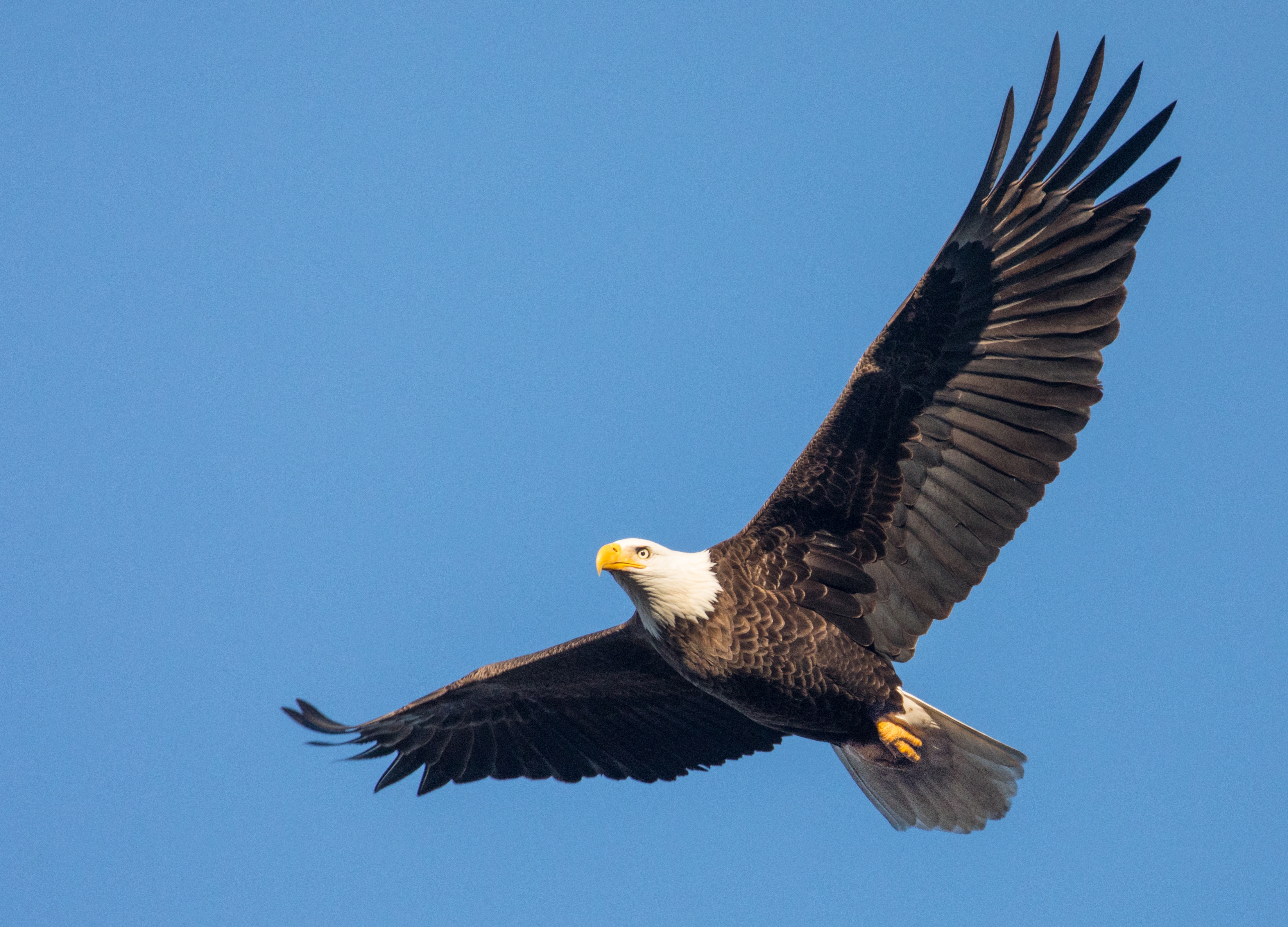 462978 скачать картинку животные, белоголовый орлан, хищная птица, птицы, орел - обои и заставки бесплатно