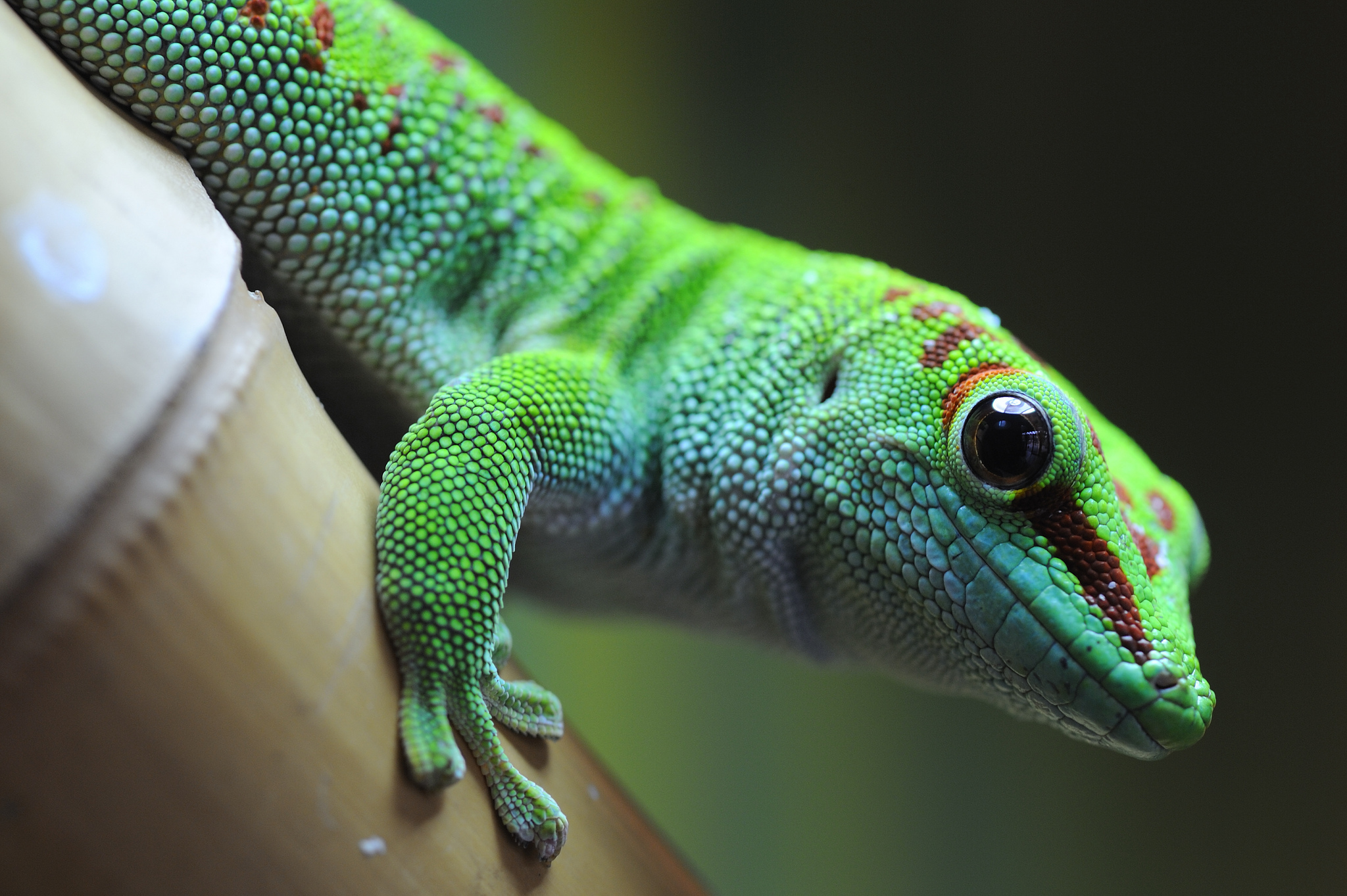 Download mobile wallpaper Animal, Lizard, Reptiles, Gecko for free.