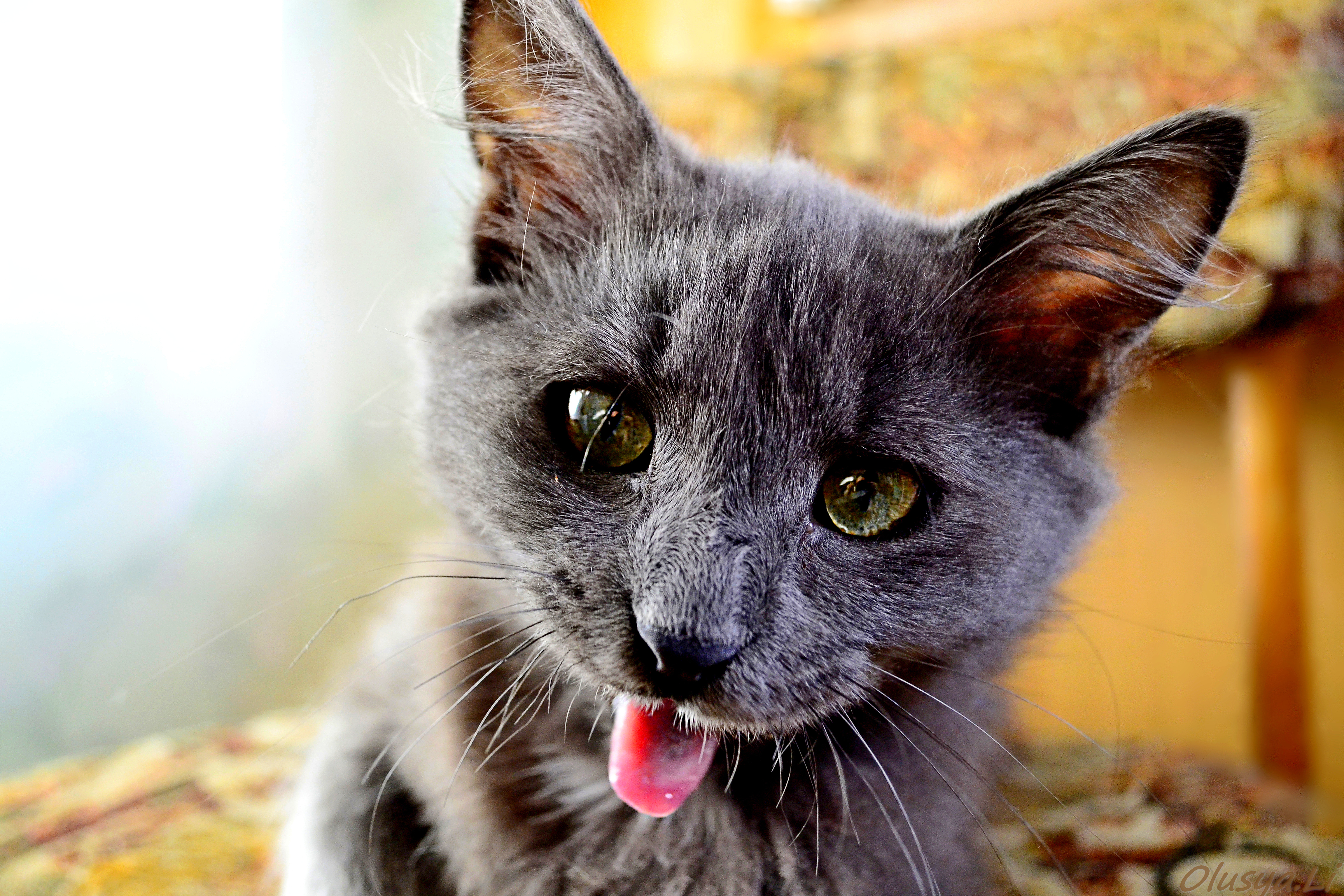 Baixe gratuitamente a imagem Animais, Gatos, Gato na área de trabalho do seu PC