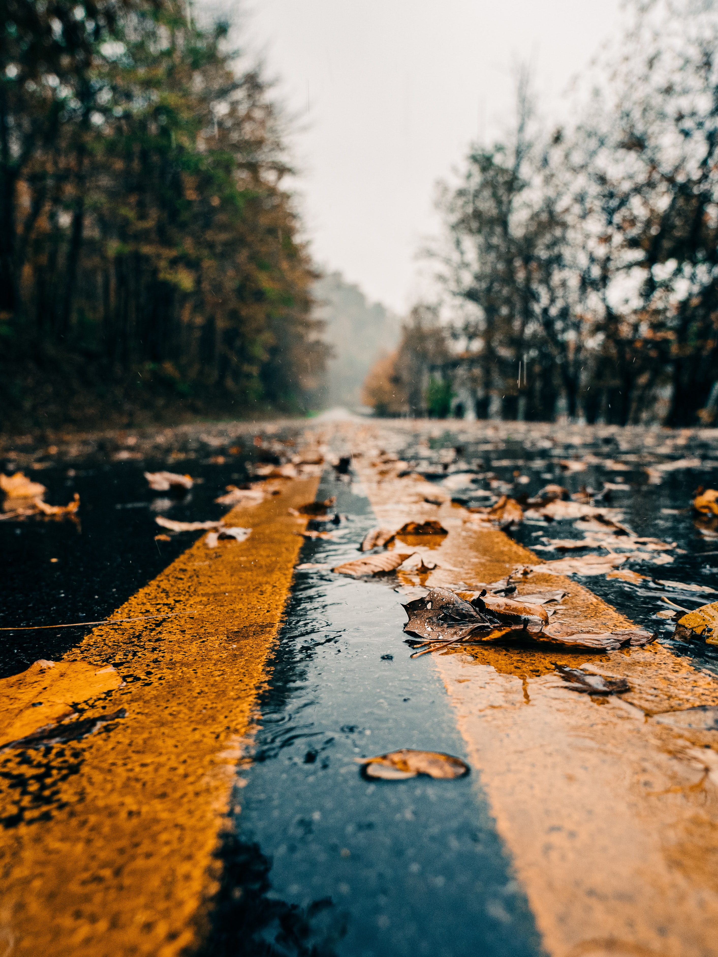 leaves, markup, nature, wet, autumn, road