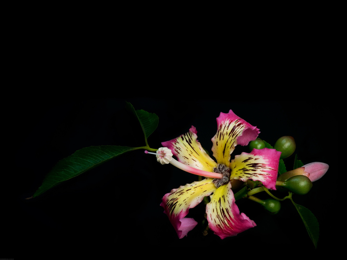 Descarga gratis la imagen Plantas, Flores, Fondo en el escritorio de tu PC