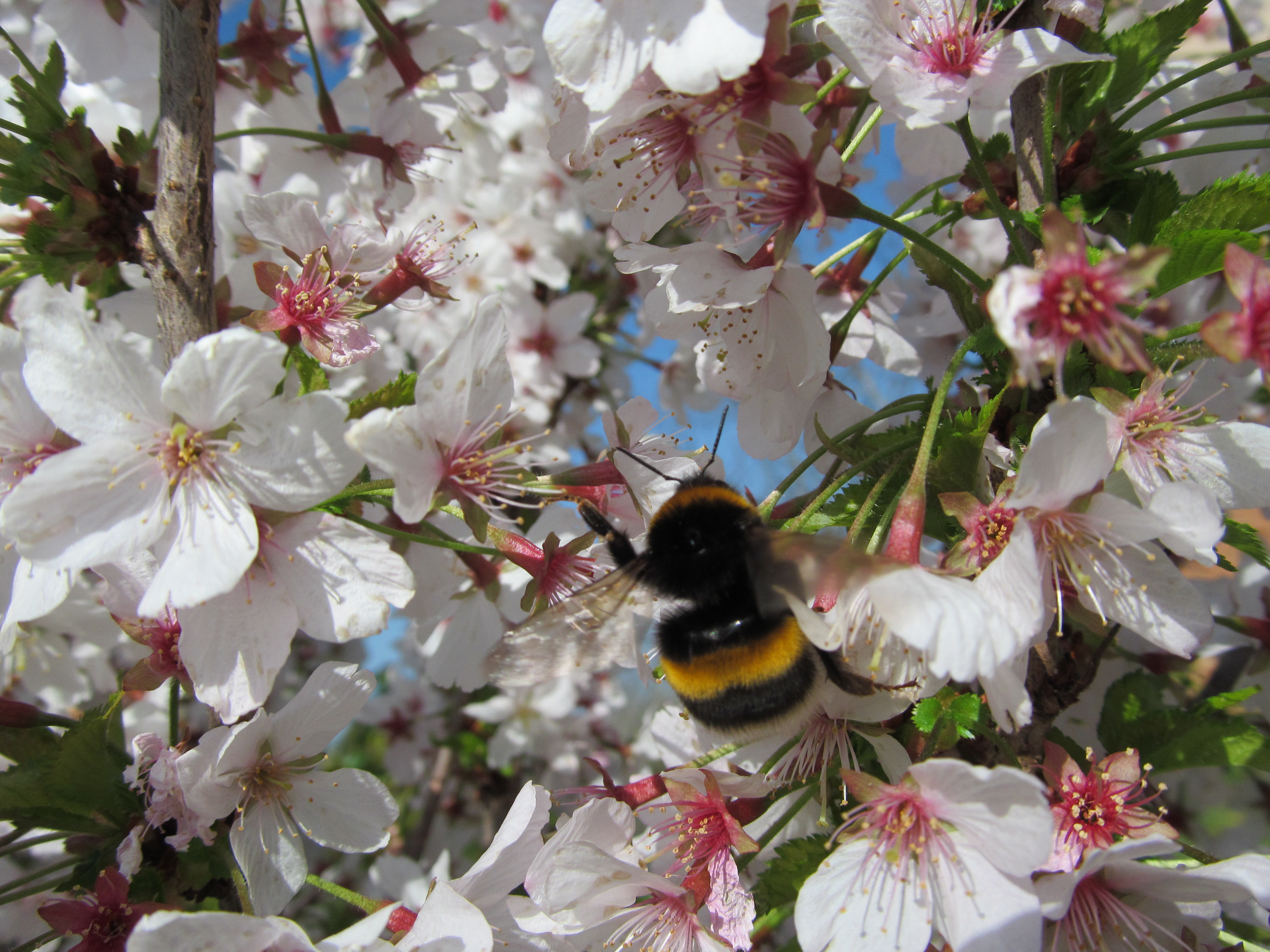 Скачати мобільні шпалери Бджола, Комахи, Квітка, Тварина безкоштовно.