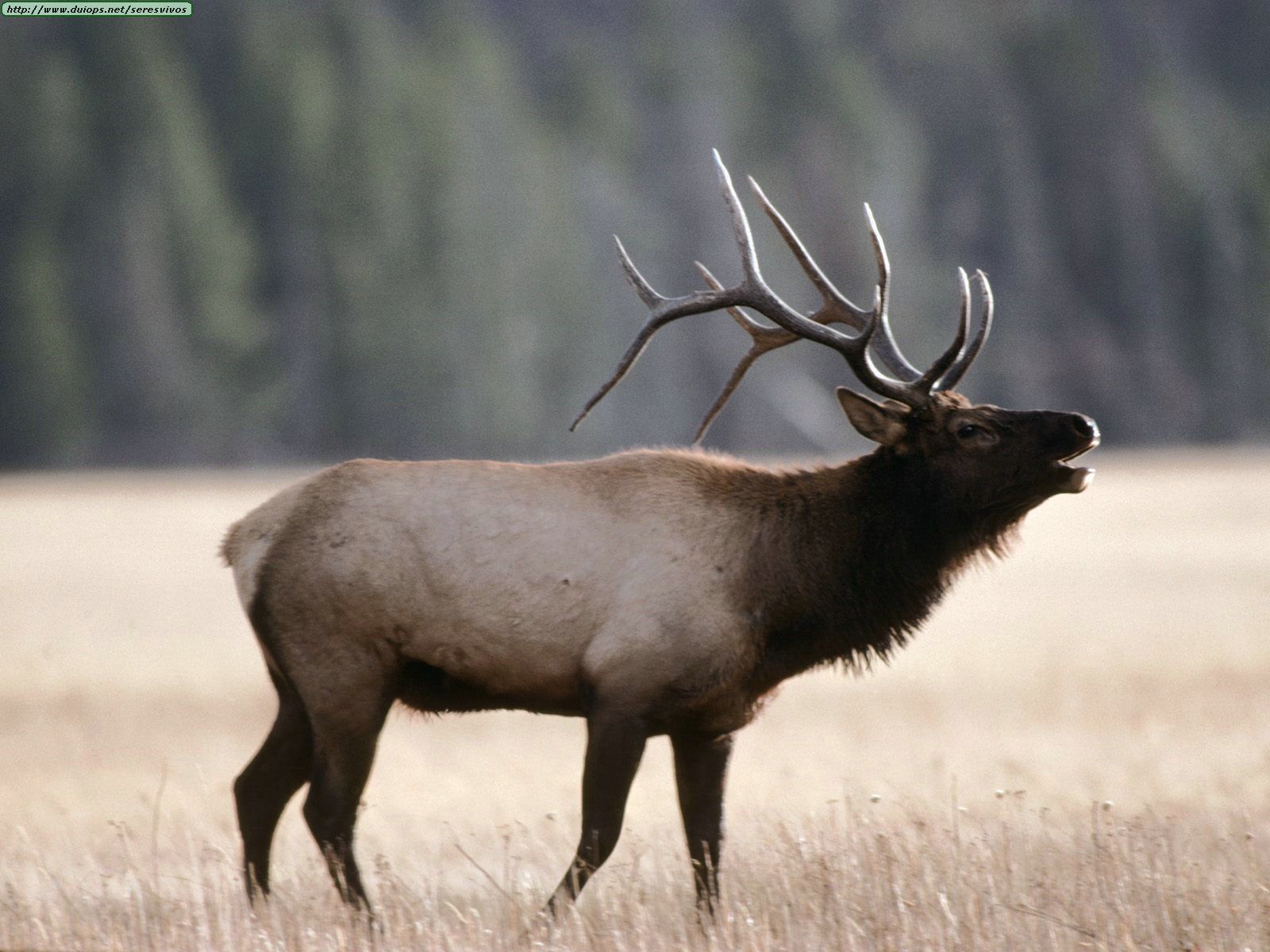 animal, elk HD wallpaper