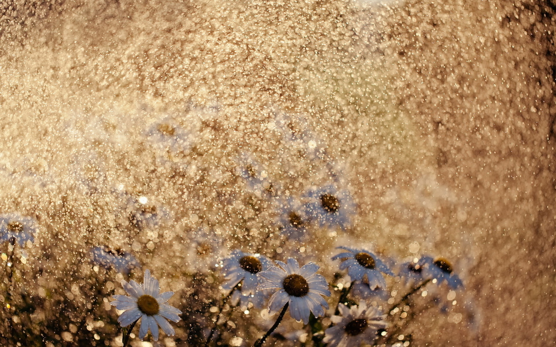 Téléchargez gratuitement l'image Fleurs, Fleur, Terre/nature sur le bureau de votre PC