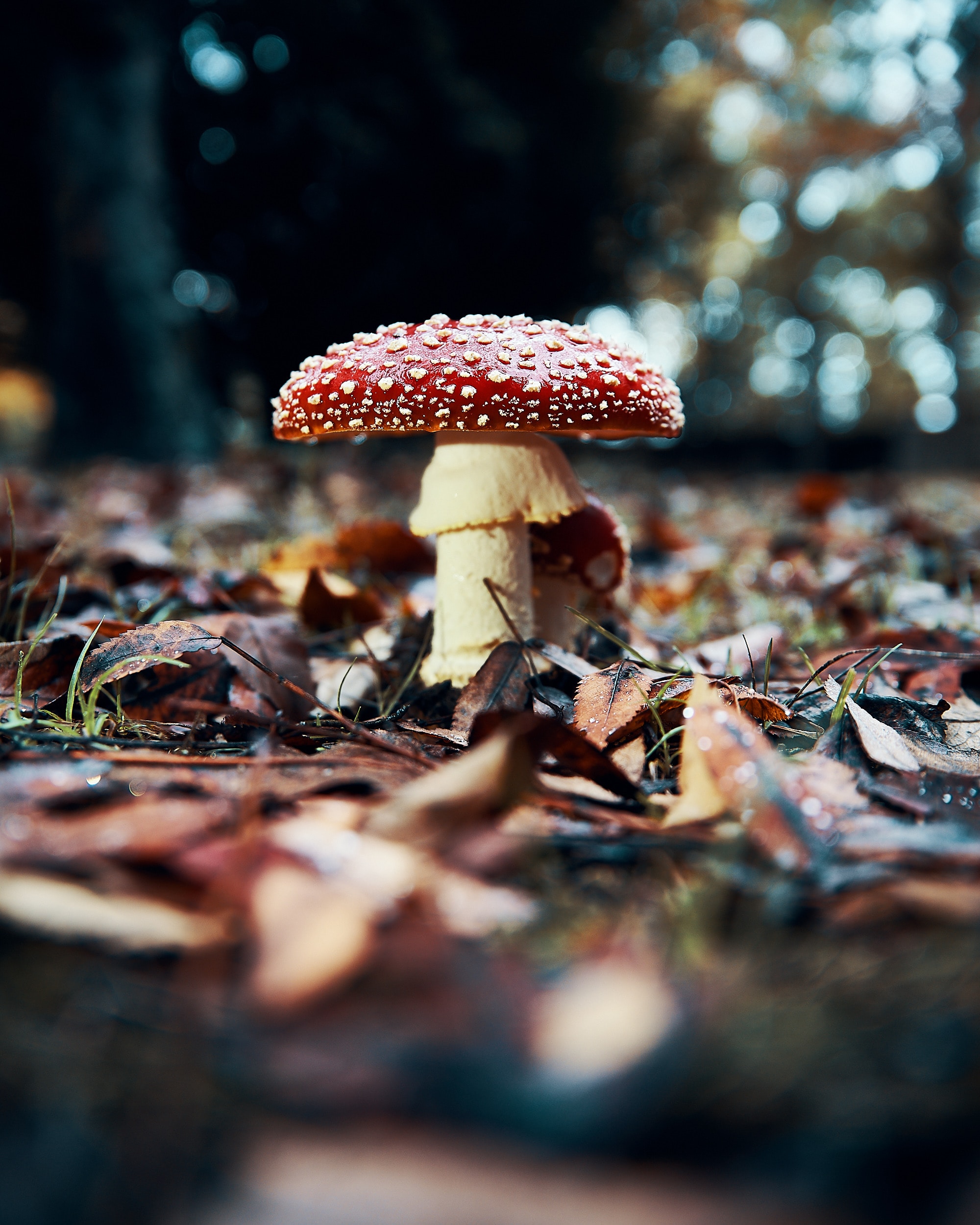mushroom, nature, red, close up, foliage, fly agaric