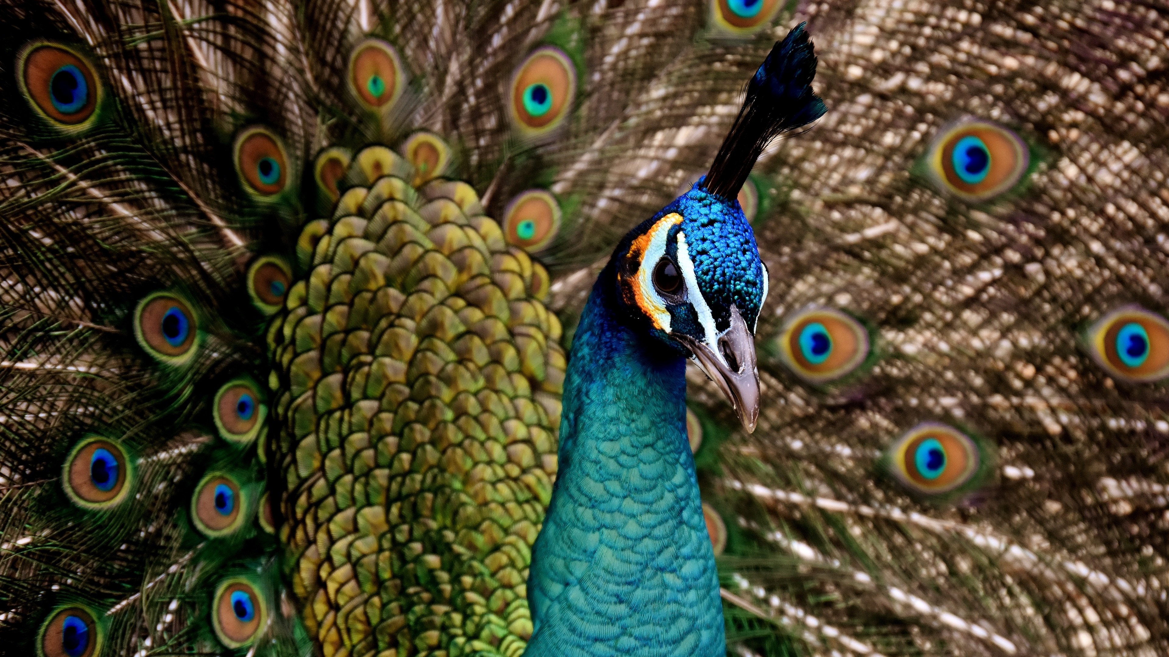 Free download wallpaper Birds, Feather, Bird, Animal, Peacock on your PC desktop