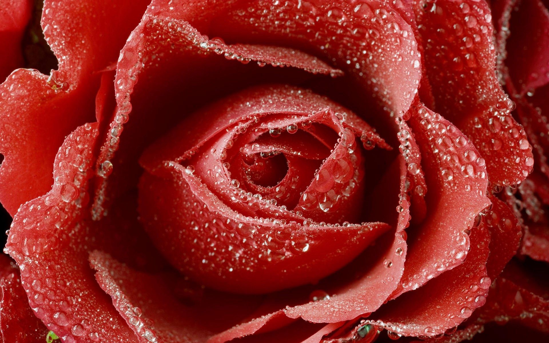rose flower, drops, red, macro, rose, bud Full HD