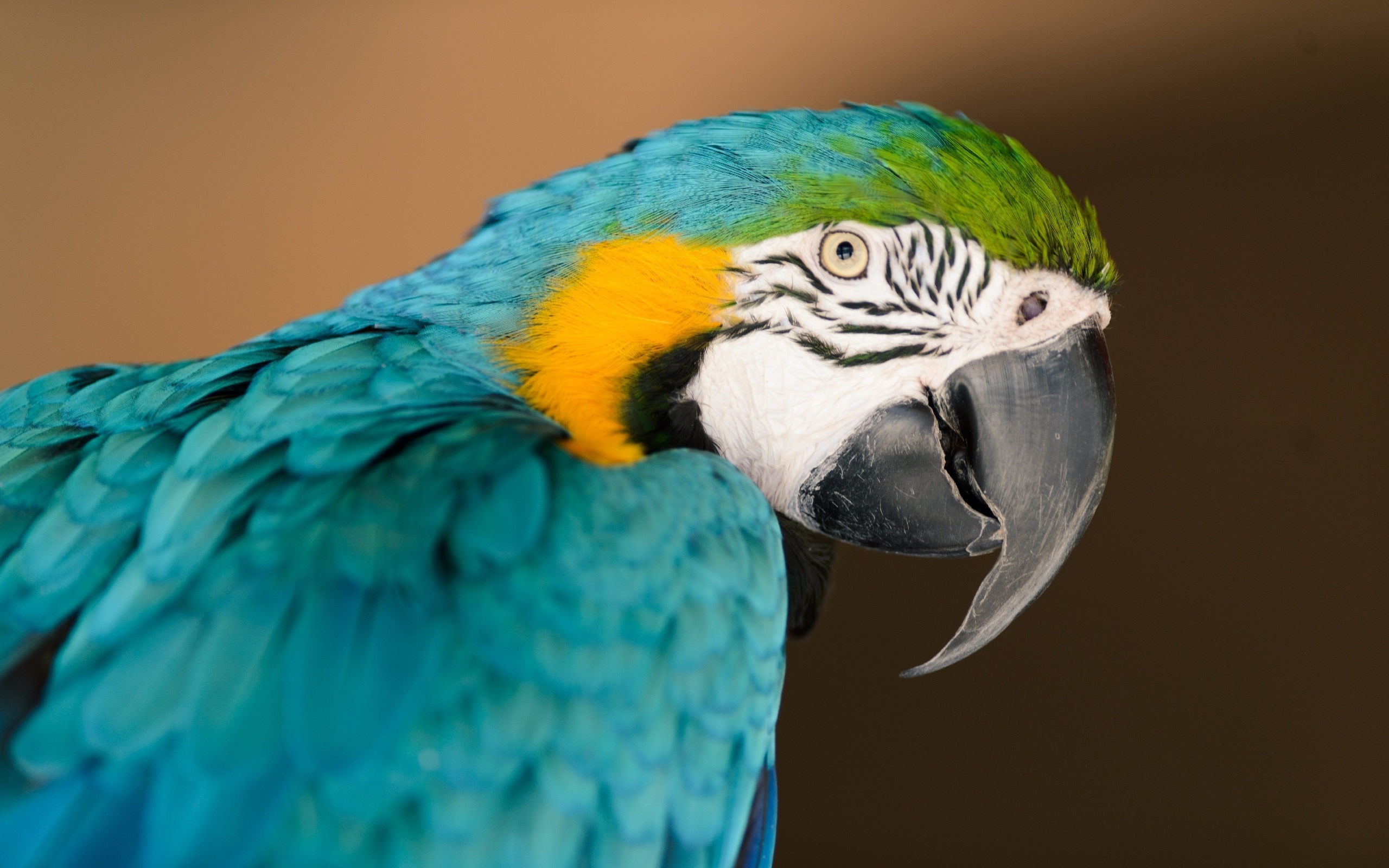 Free download wallpaper Birds, Animal, Blue And Yellow Macaw on your PC desktop