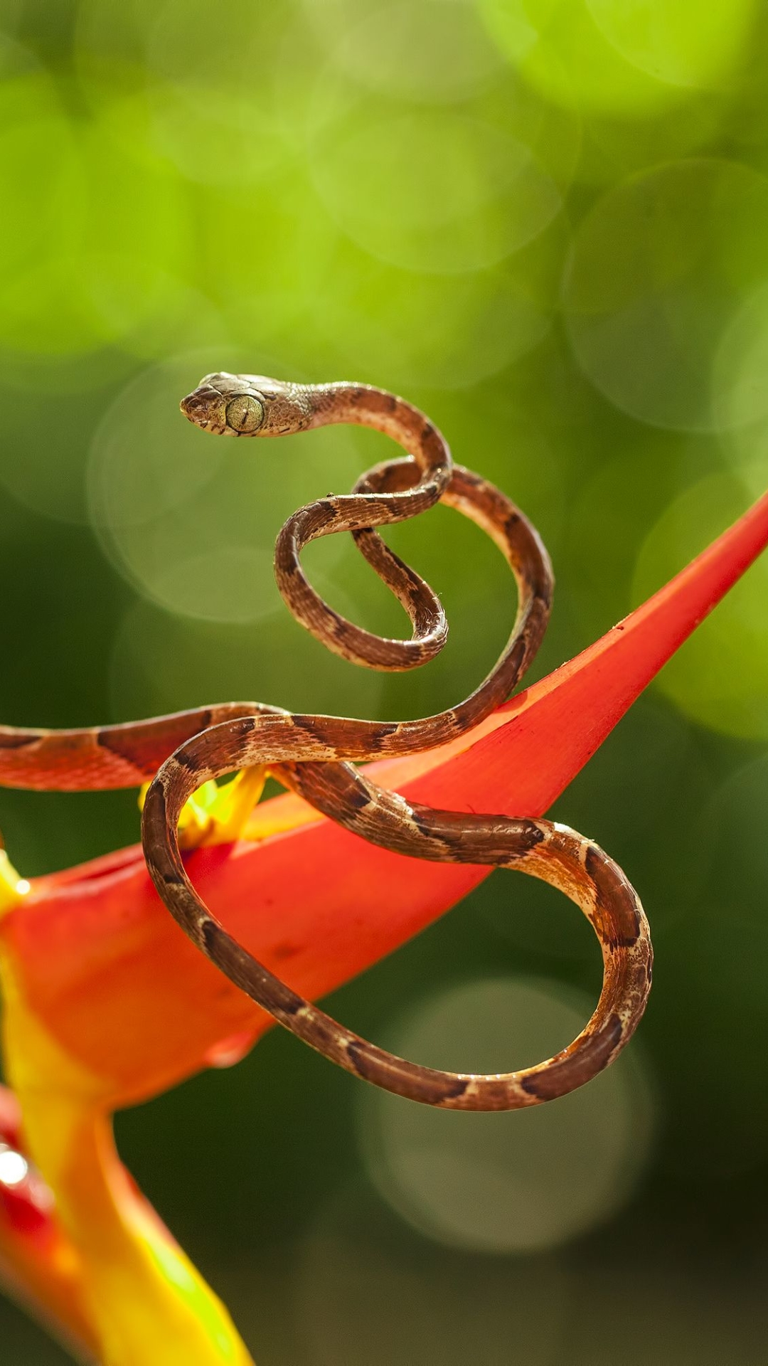 Download mobile wallpaper Animal, Snake, Reptiles, Bokeh, Heliconia for free.