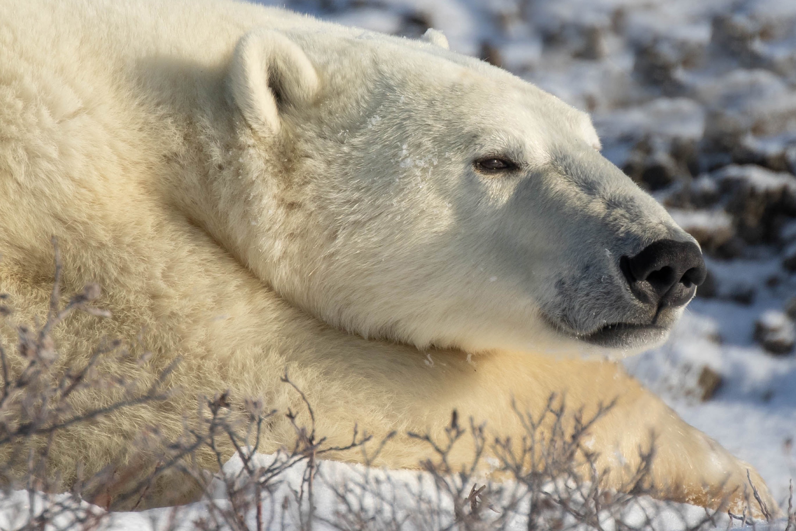 Download mobile wallpaper Snow, Bears, Animal, Polar Bear for free.