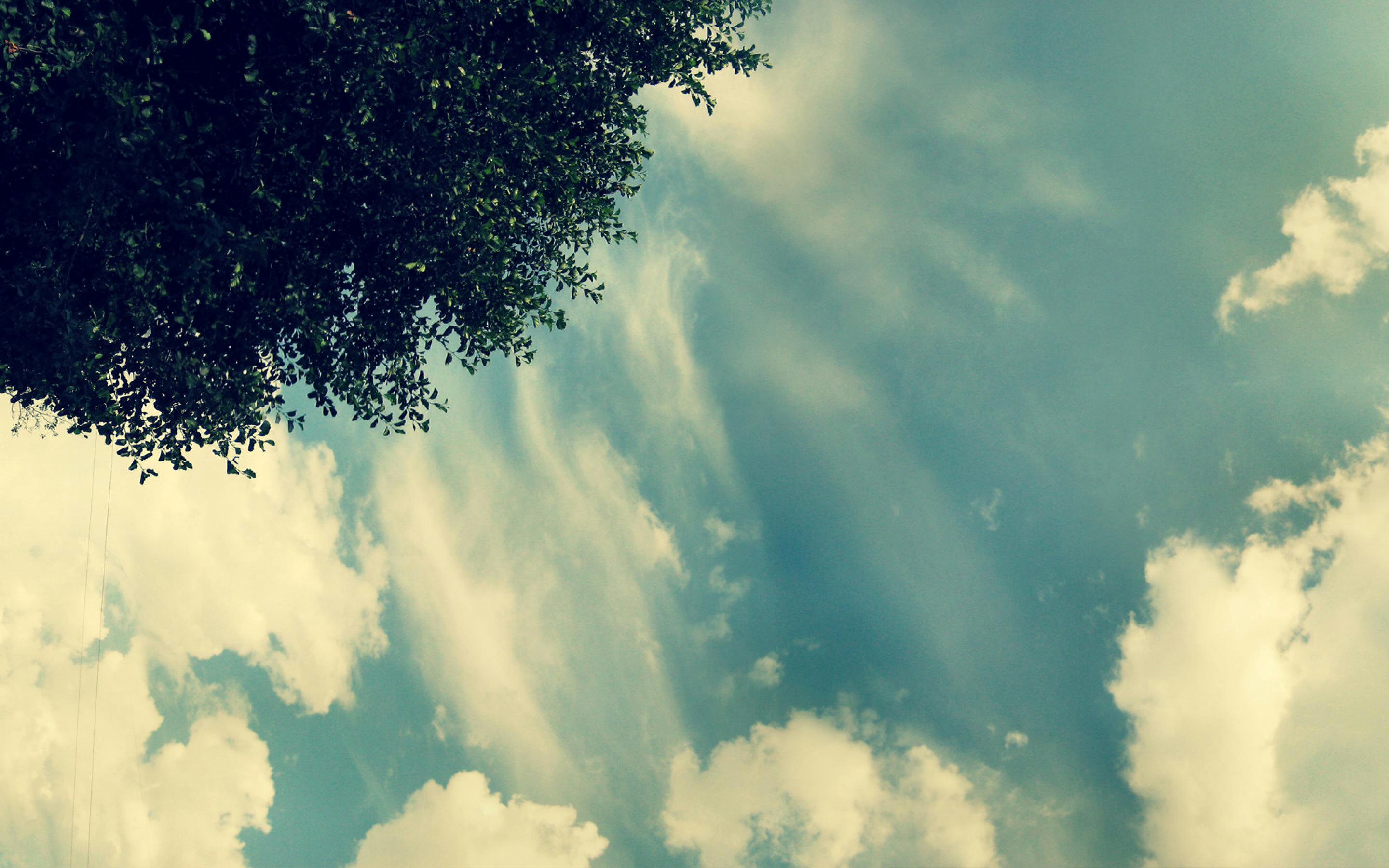 Скачать обои бесплатно Небо, Дерево, Облако, Земля/природа картинка на рабочий стол ПК